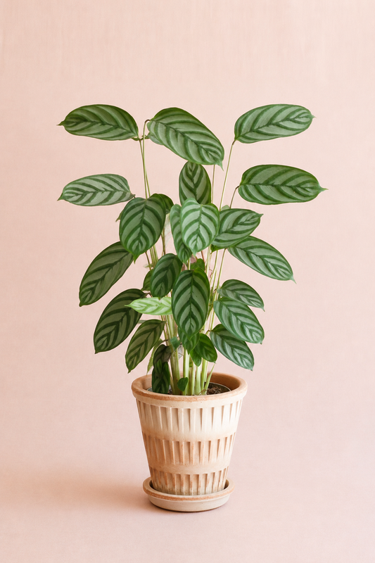 Calathea Oppenheimiana