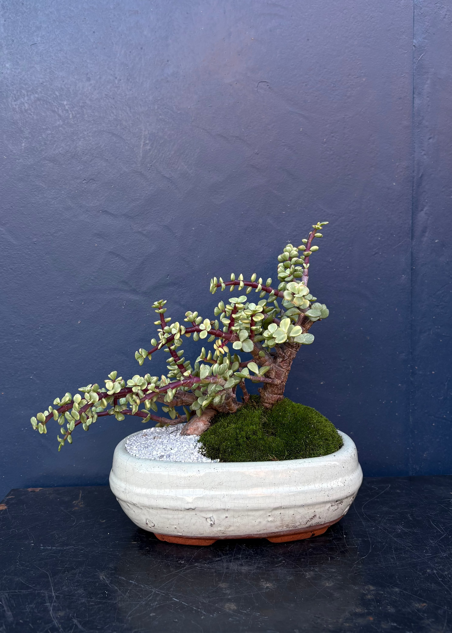 Jade Bonsai mit Mooslandschaft