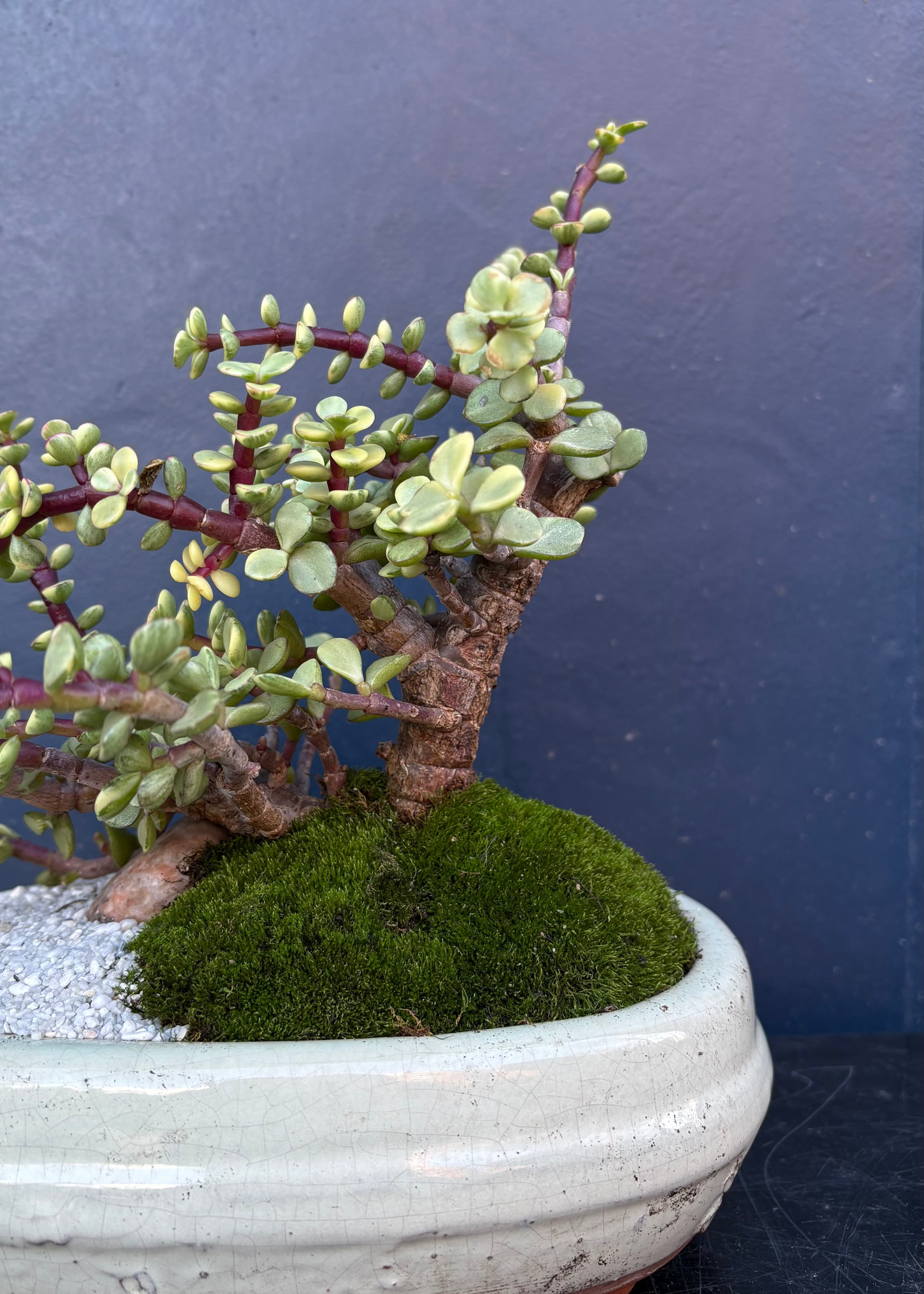Jade Bonsai mit Mooslandschaft
