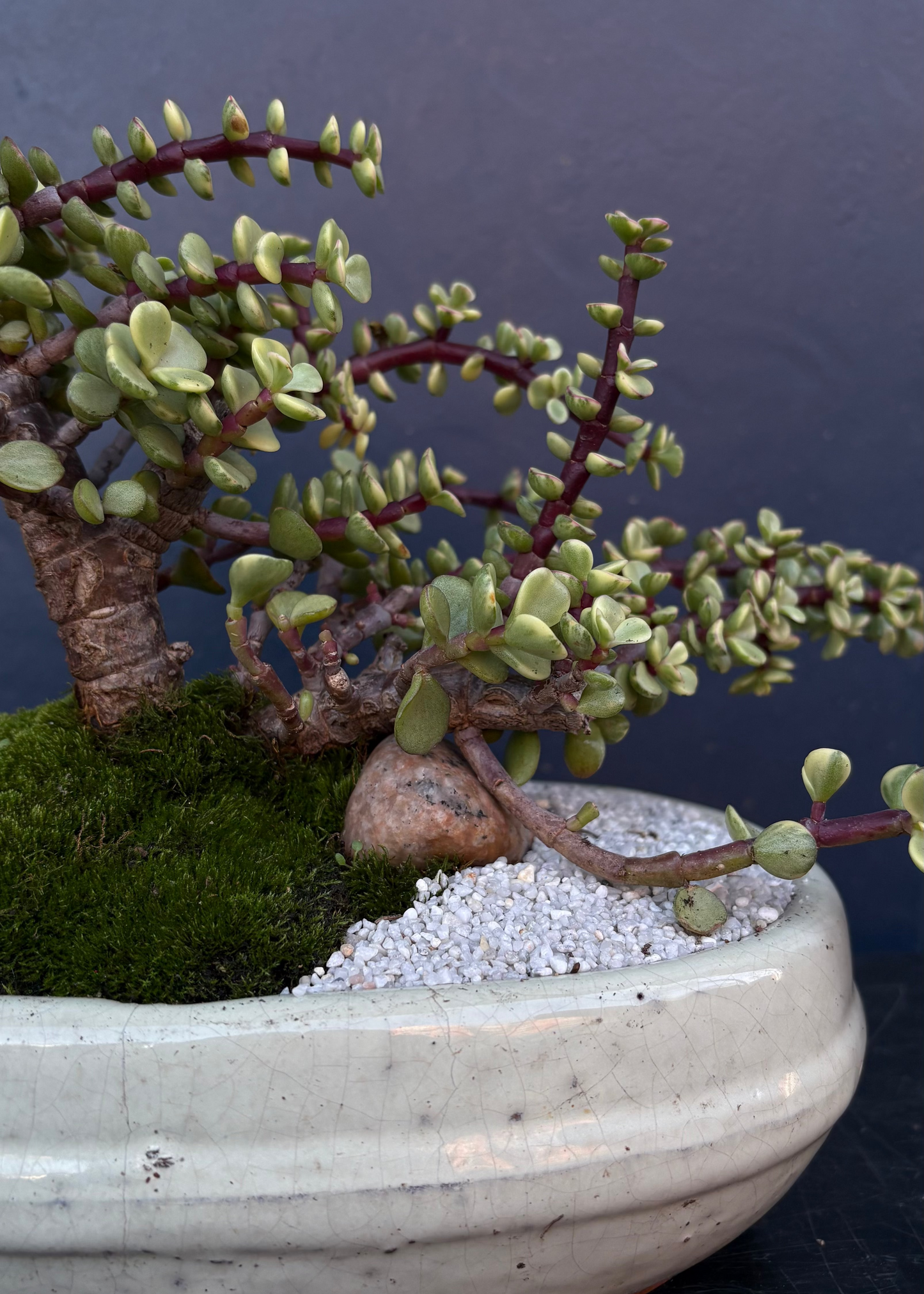 Jade Bonsai mit Mooslandschaft