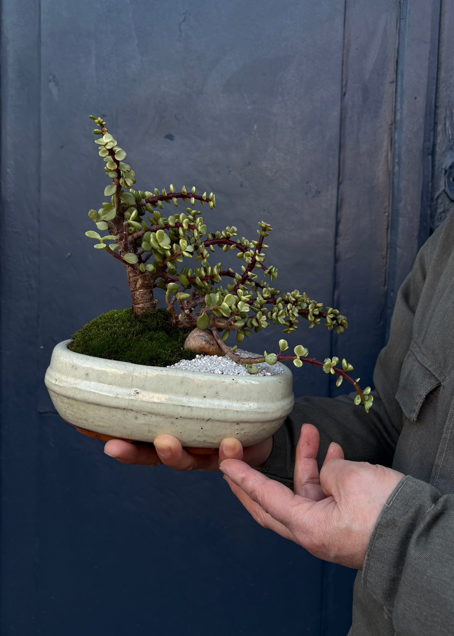 Jade Bonsai mit Mooslandschaft