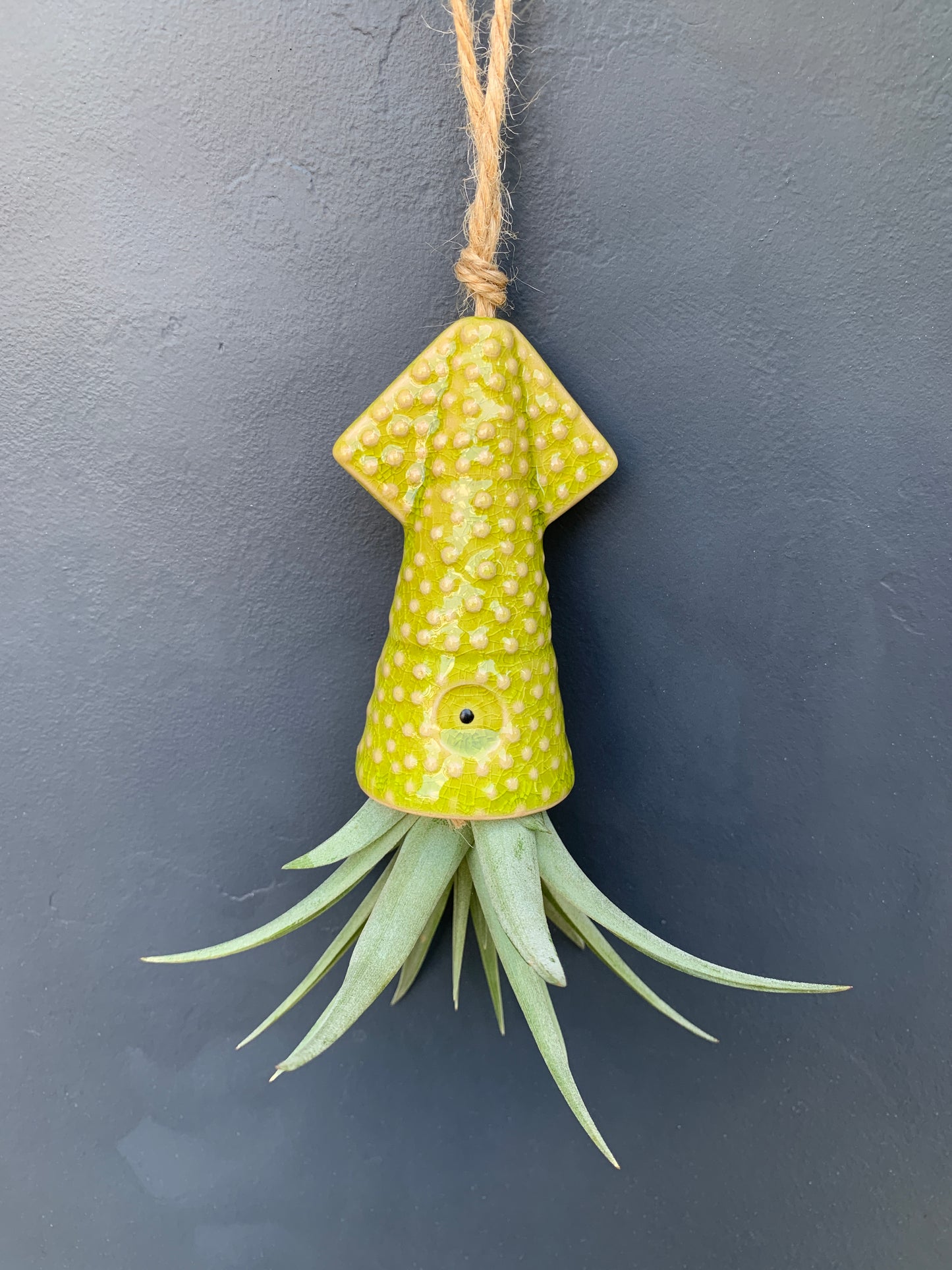 Air Plant Holder KUMO