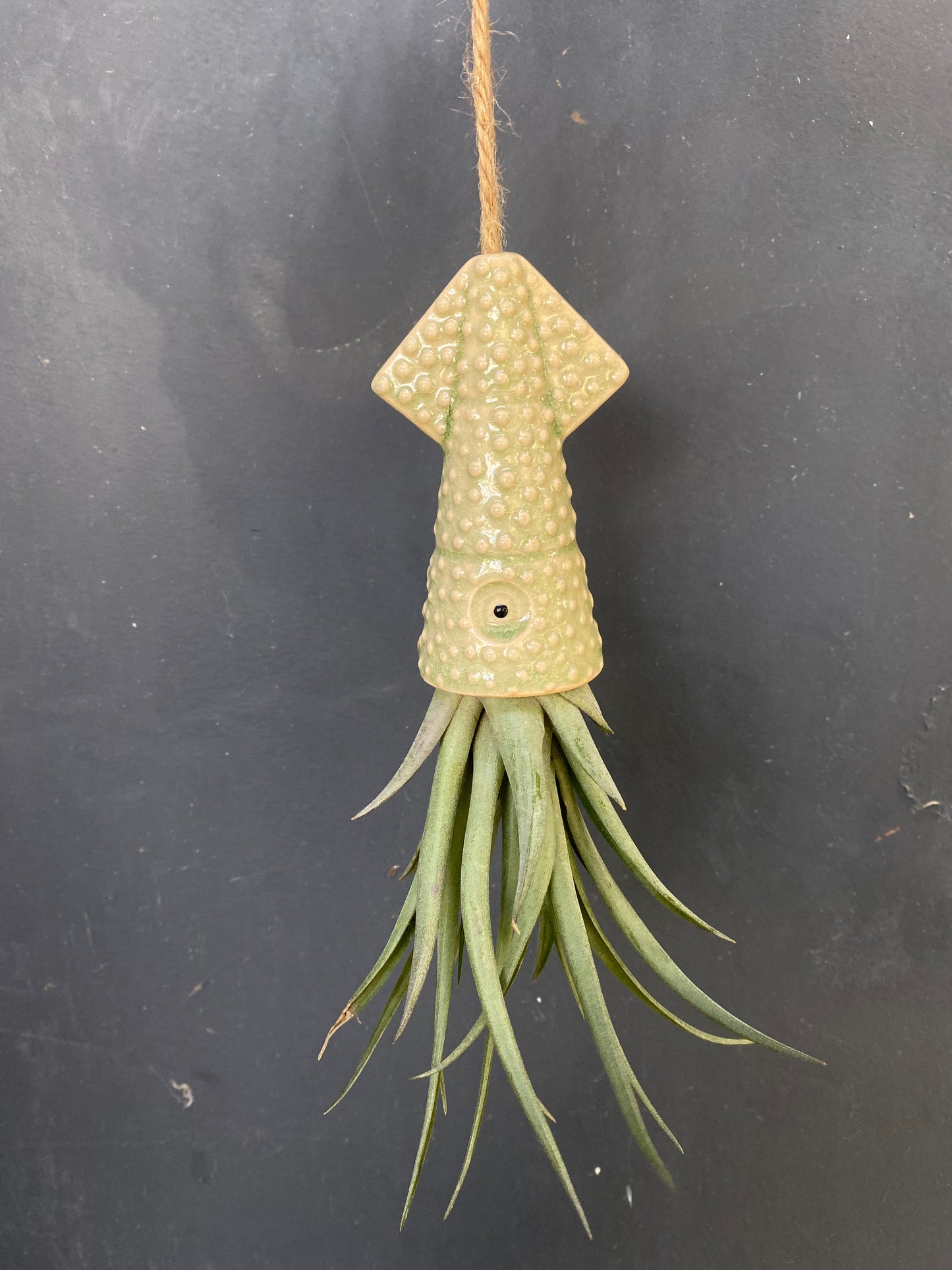 Air Plant Holder KUMO