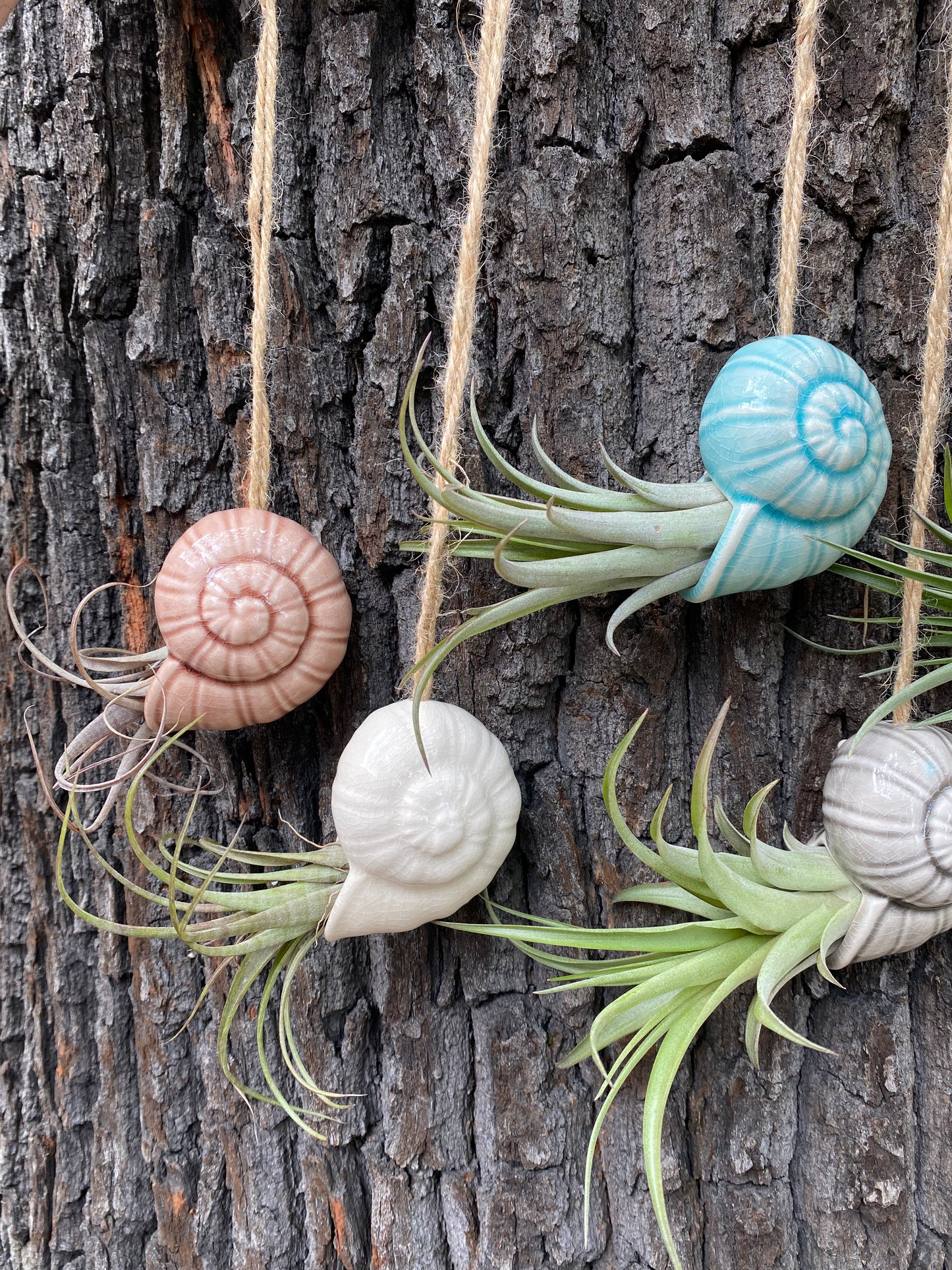 Air Plant Holder TOTO