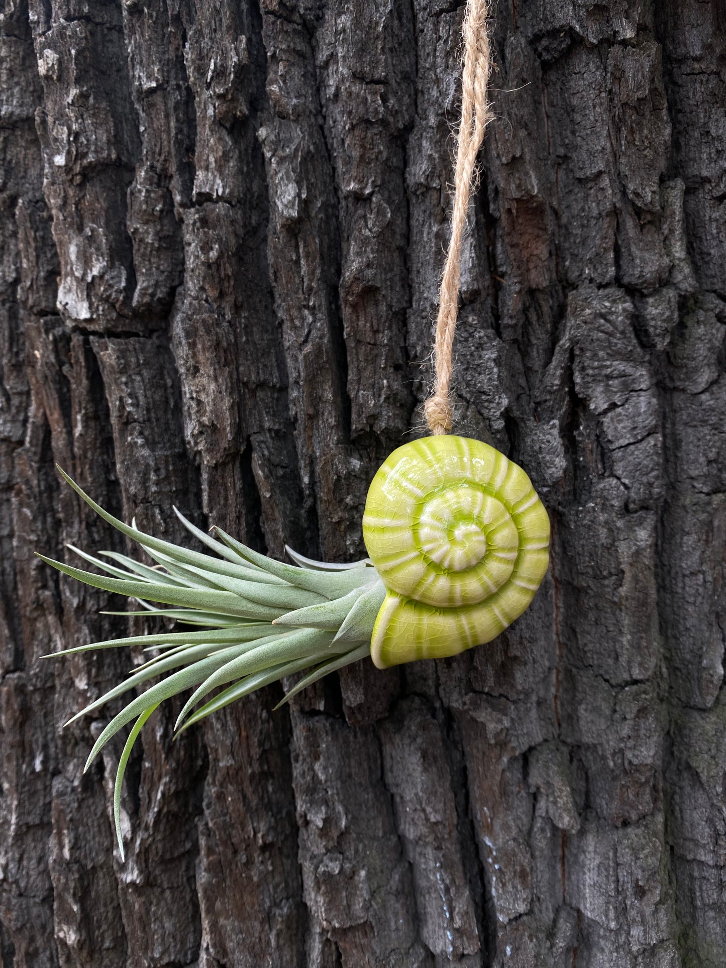 Air Plant Holder TOTO