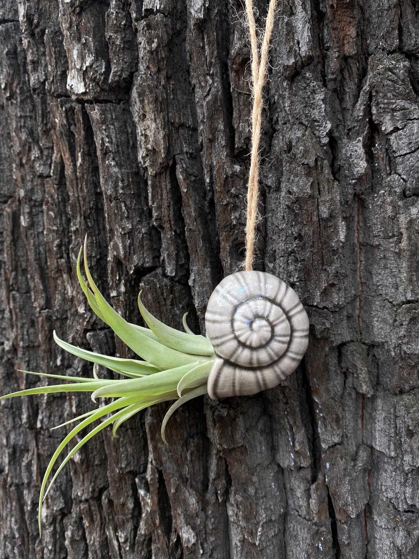 Air Plant Holder TOTO