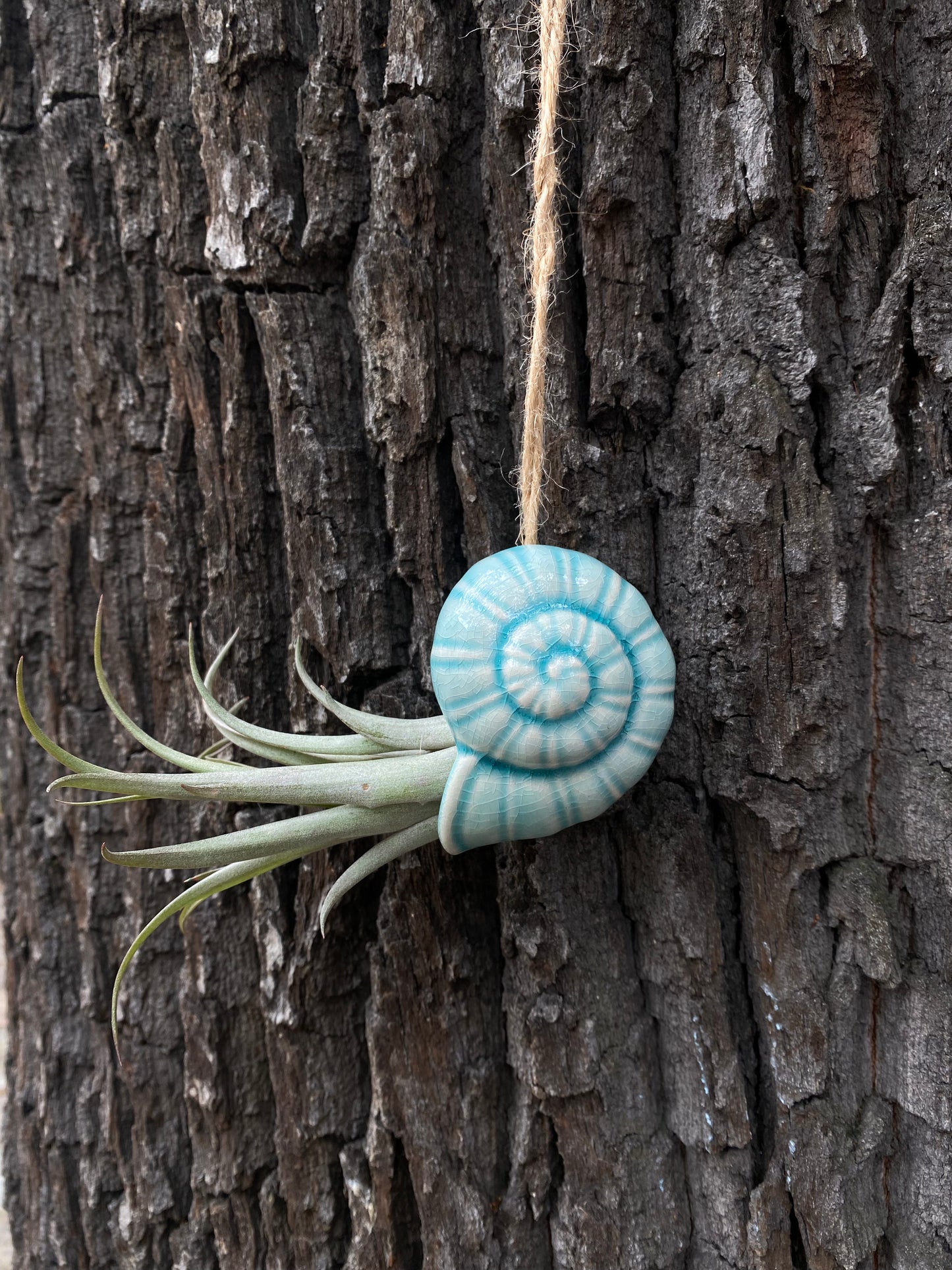 Air Plant Holder TOTO