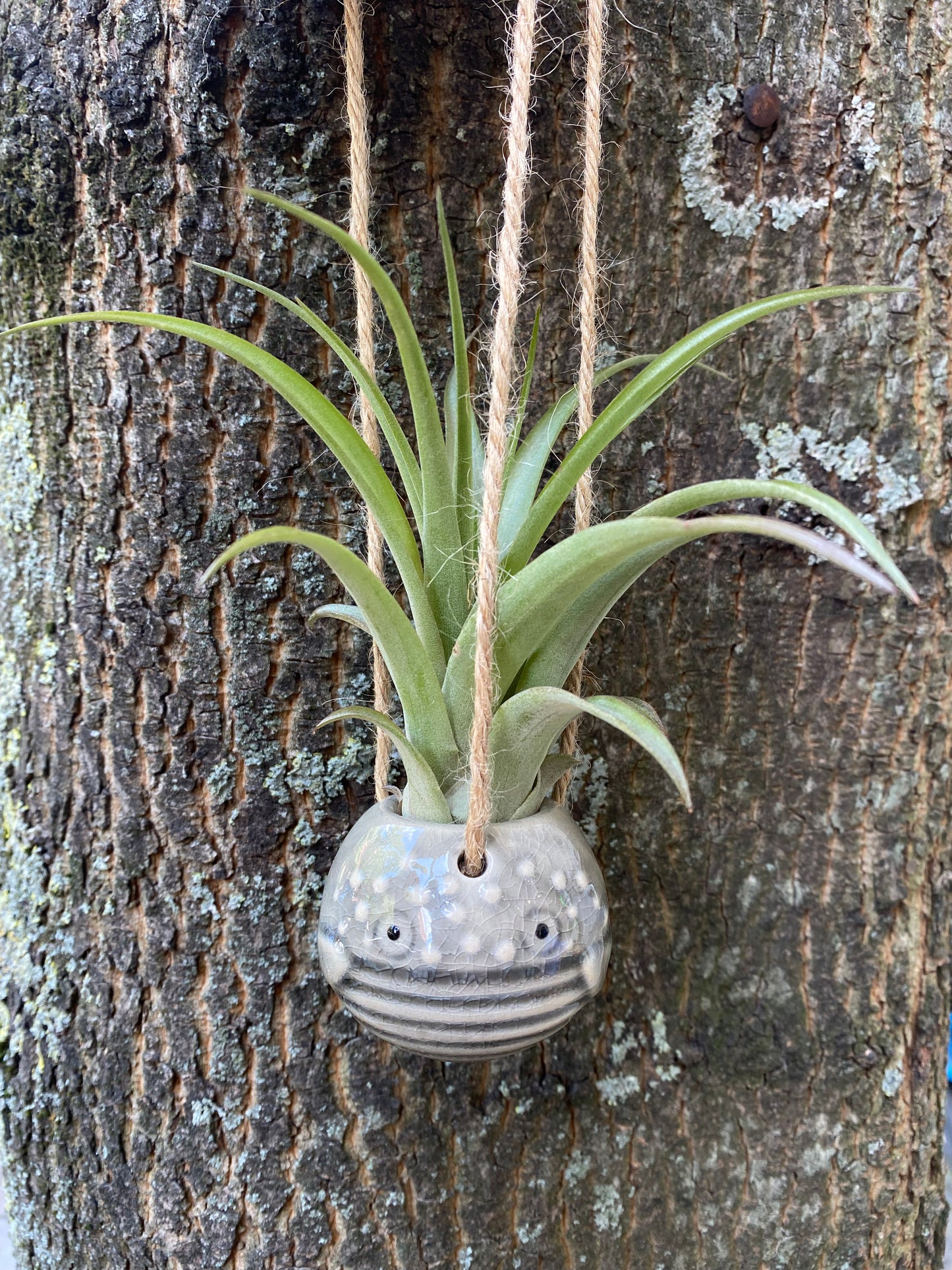 Air Plant Holder PEPE