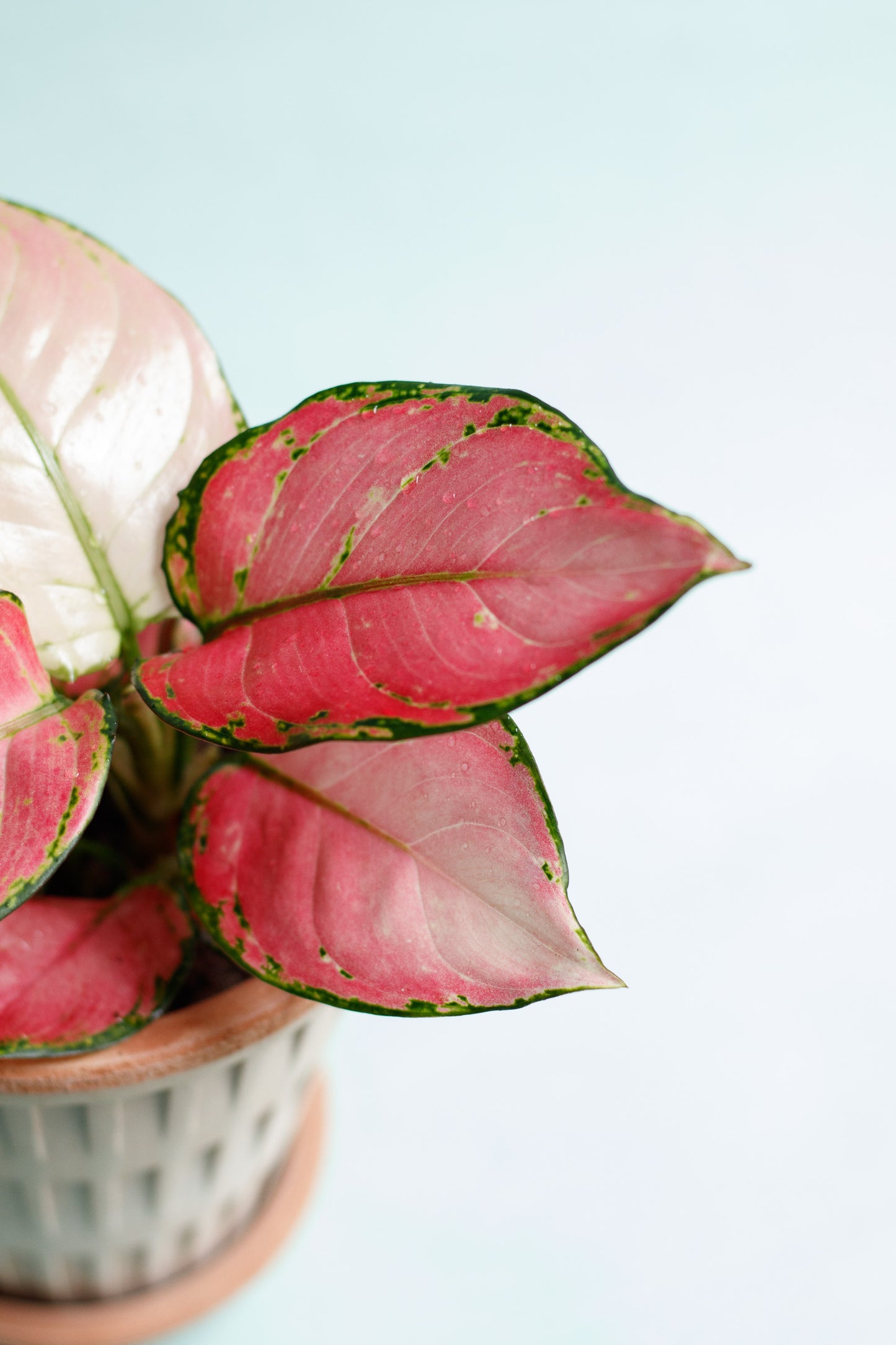Aglaonema ‘Pinky Promise’