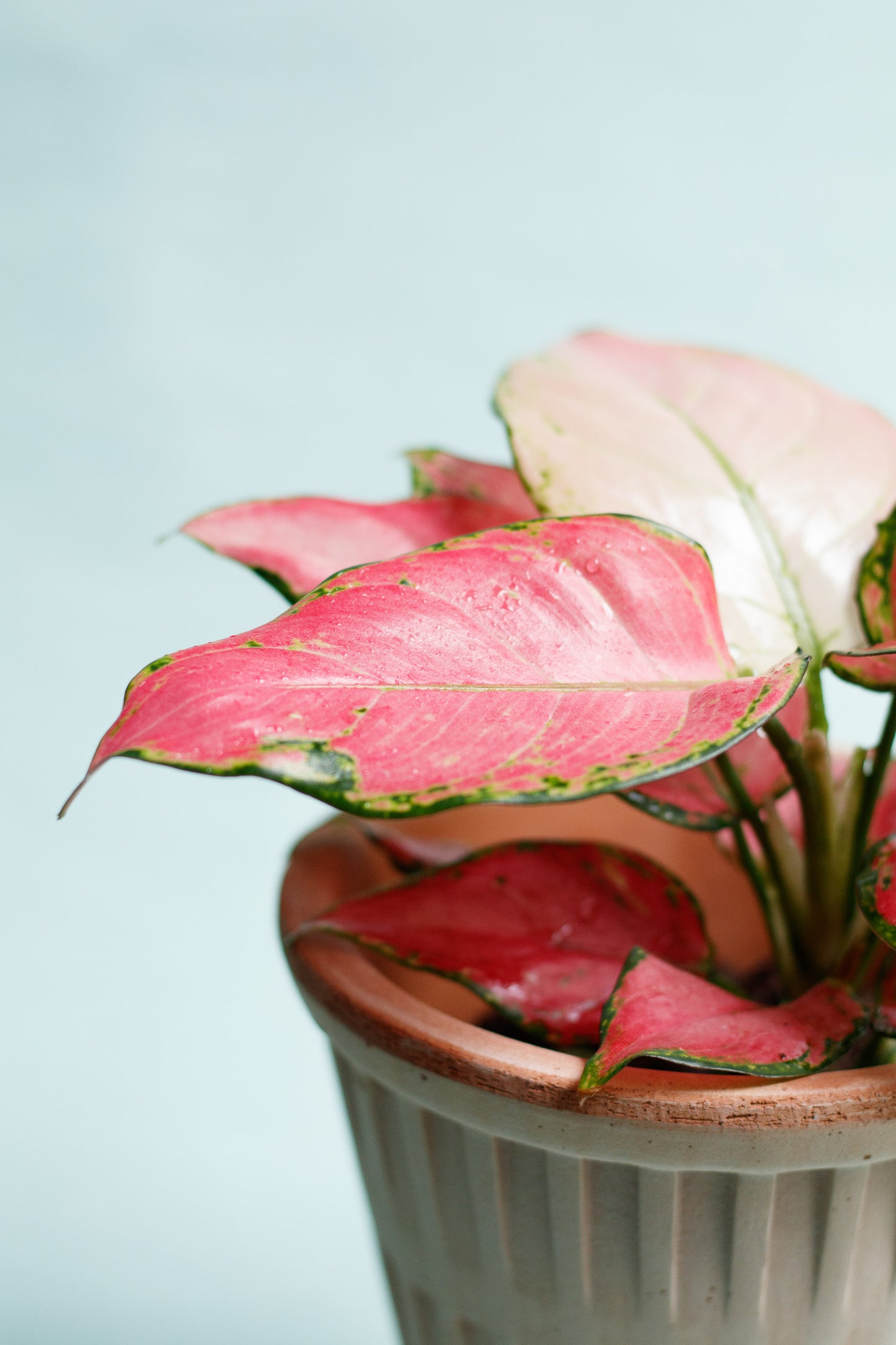 Aglaonema ‘Pinky Promise’