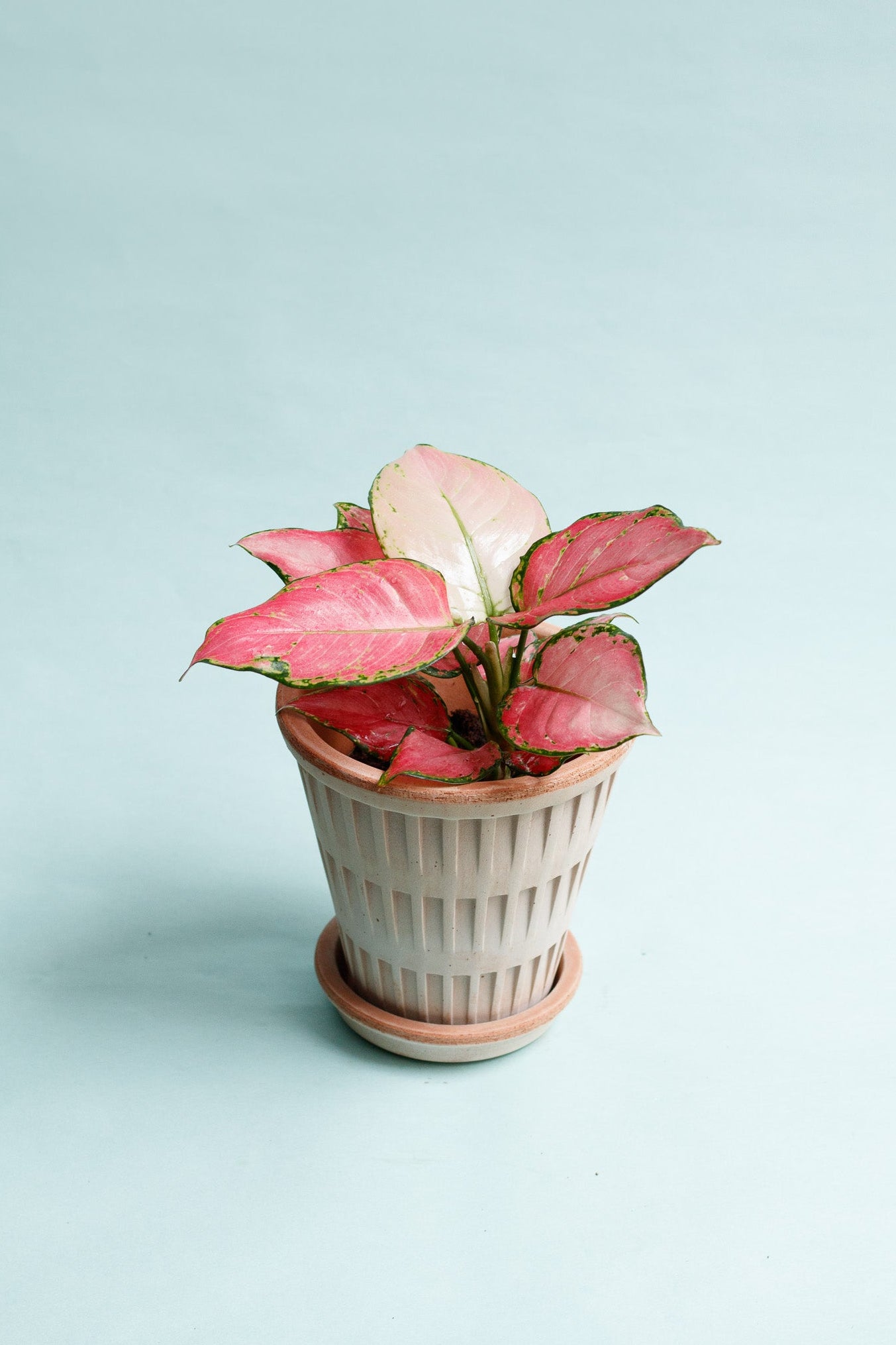 Aglaonema ‘Pinky Promise’