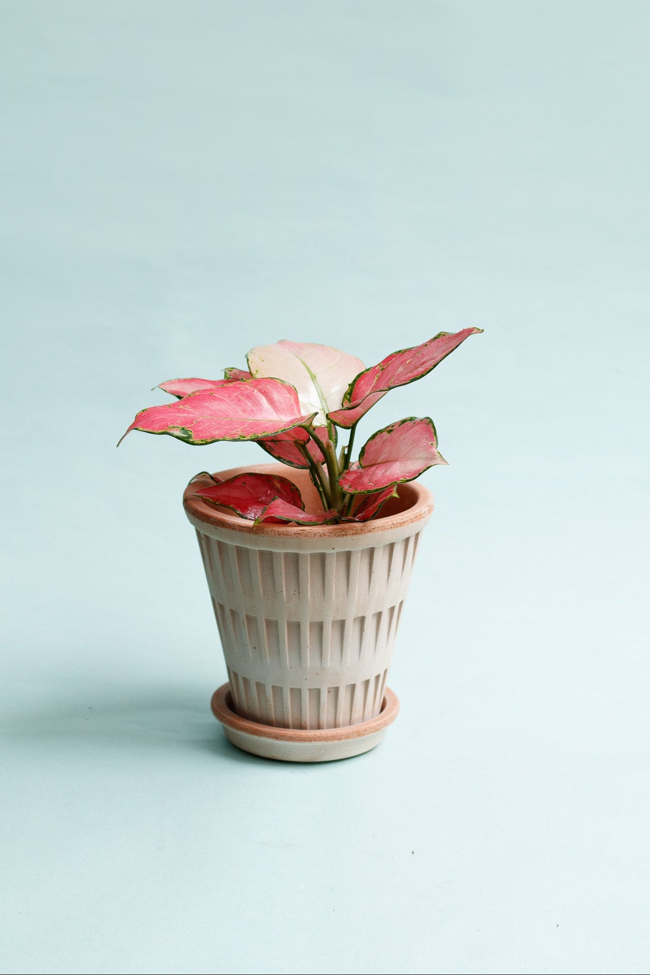 Aglaonema ‘Pinky Promise’