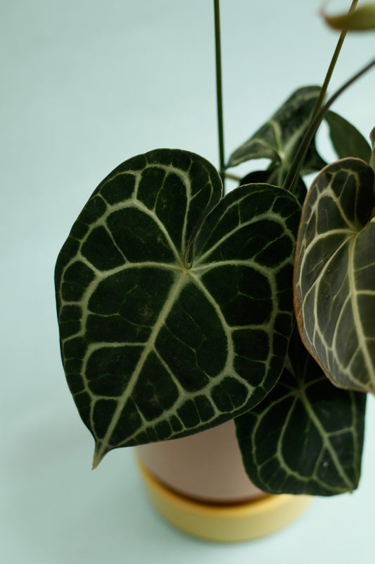 Anthurium Clarinervium