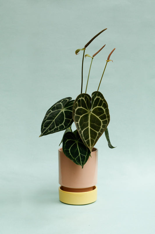 Anthurium Clarinervium