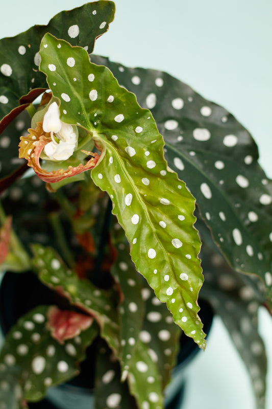 Begonia Maculata