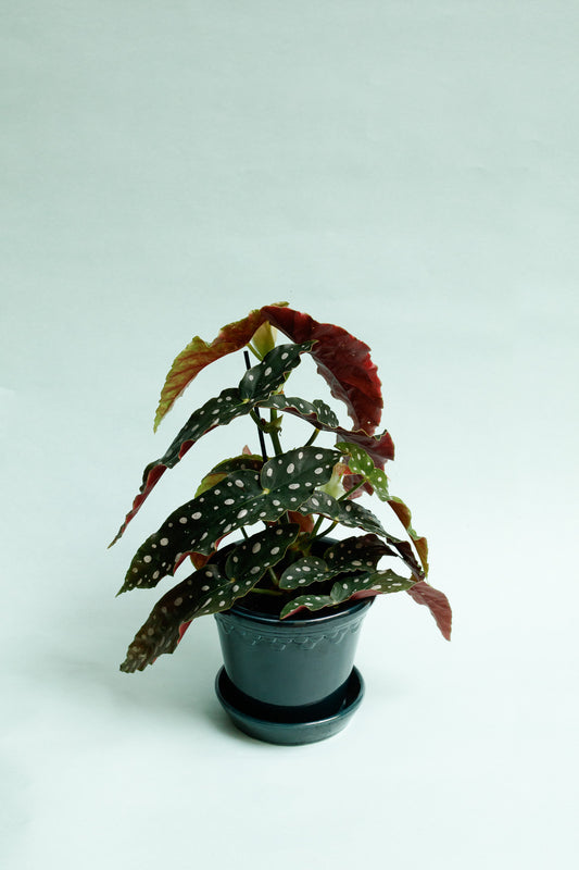 Begonia Maculata