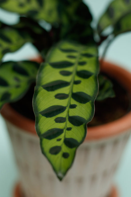Calathea Lancifolia