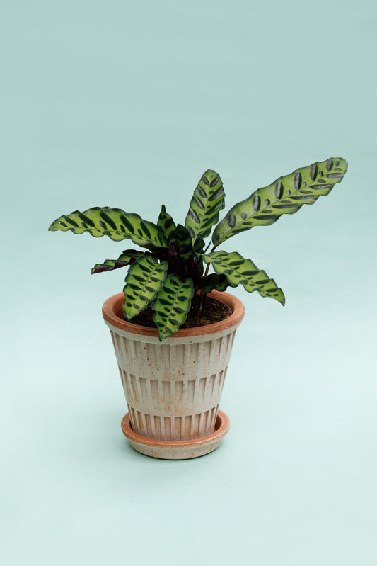 Calathea Lancifolia