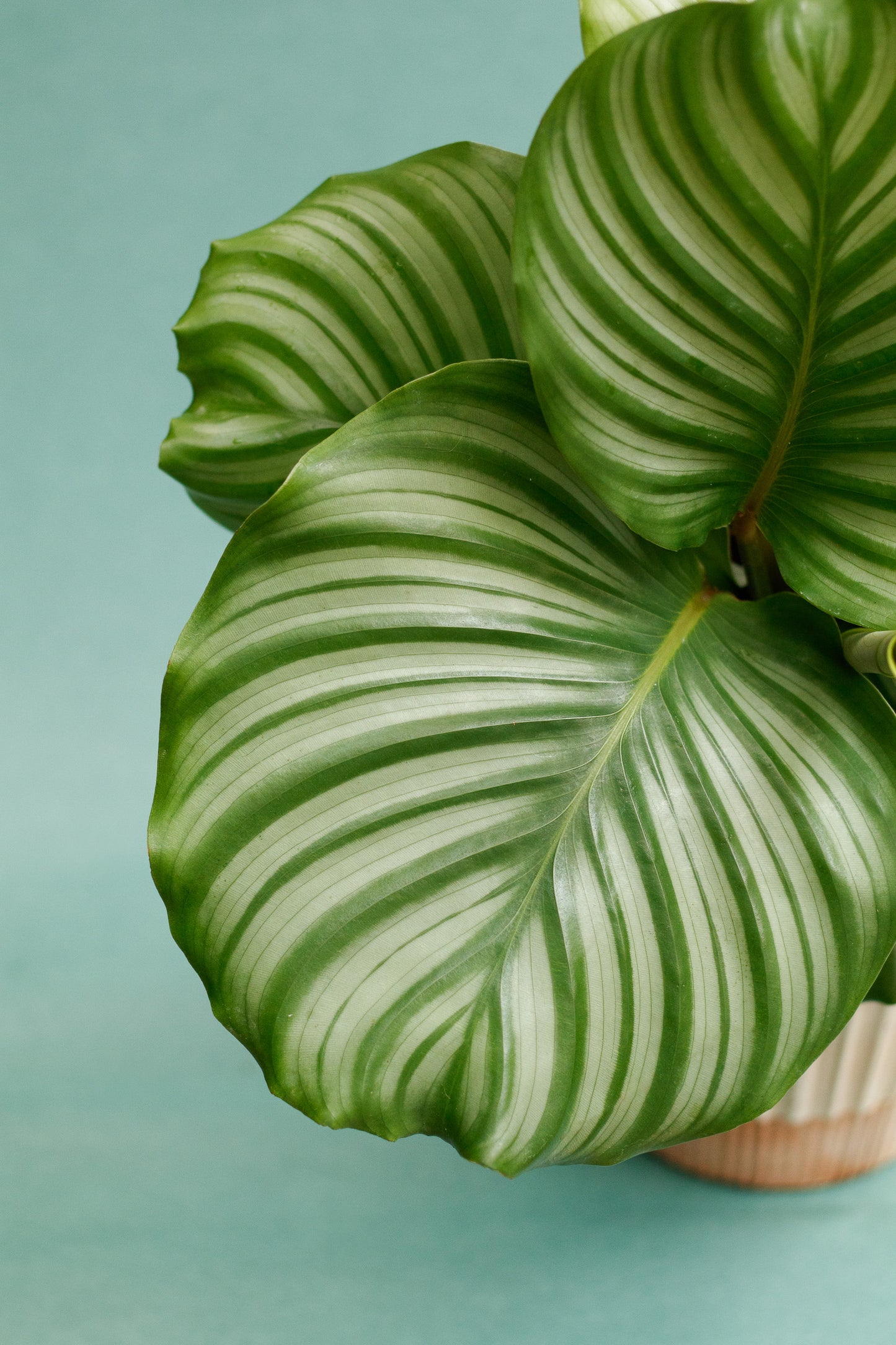 Calathea Orbifolia