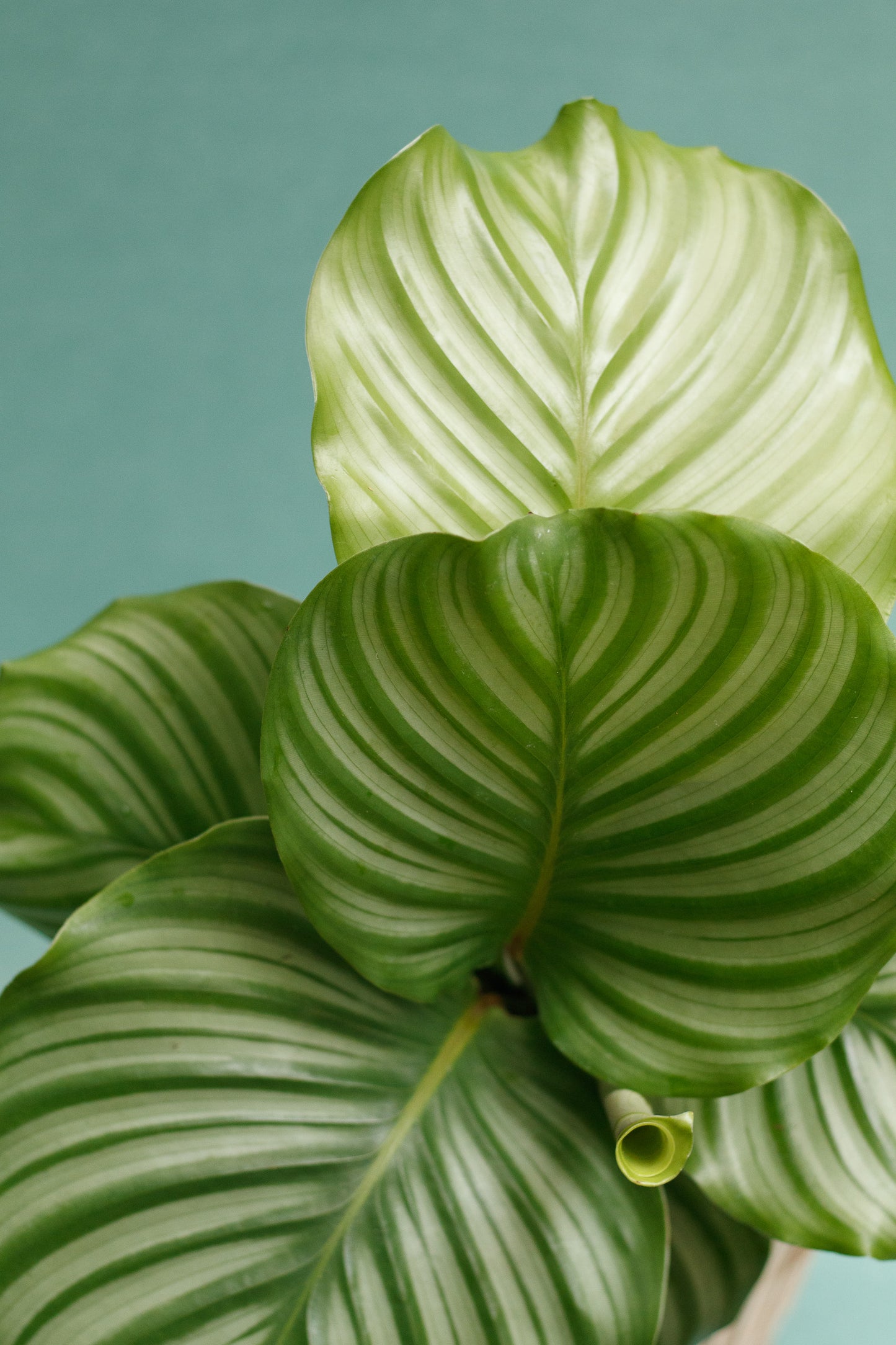 Calathea Orbifolia