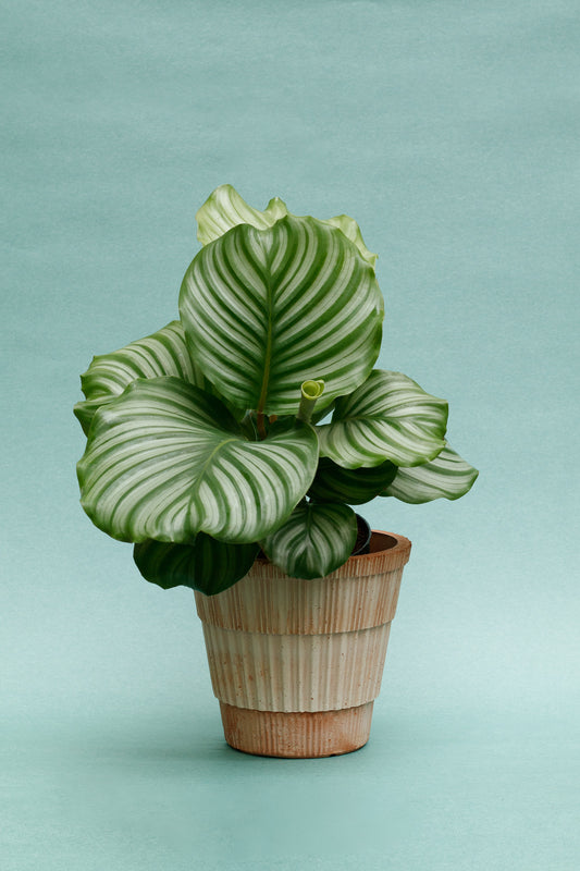 Calathea Orbifolia