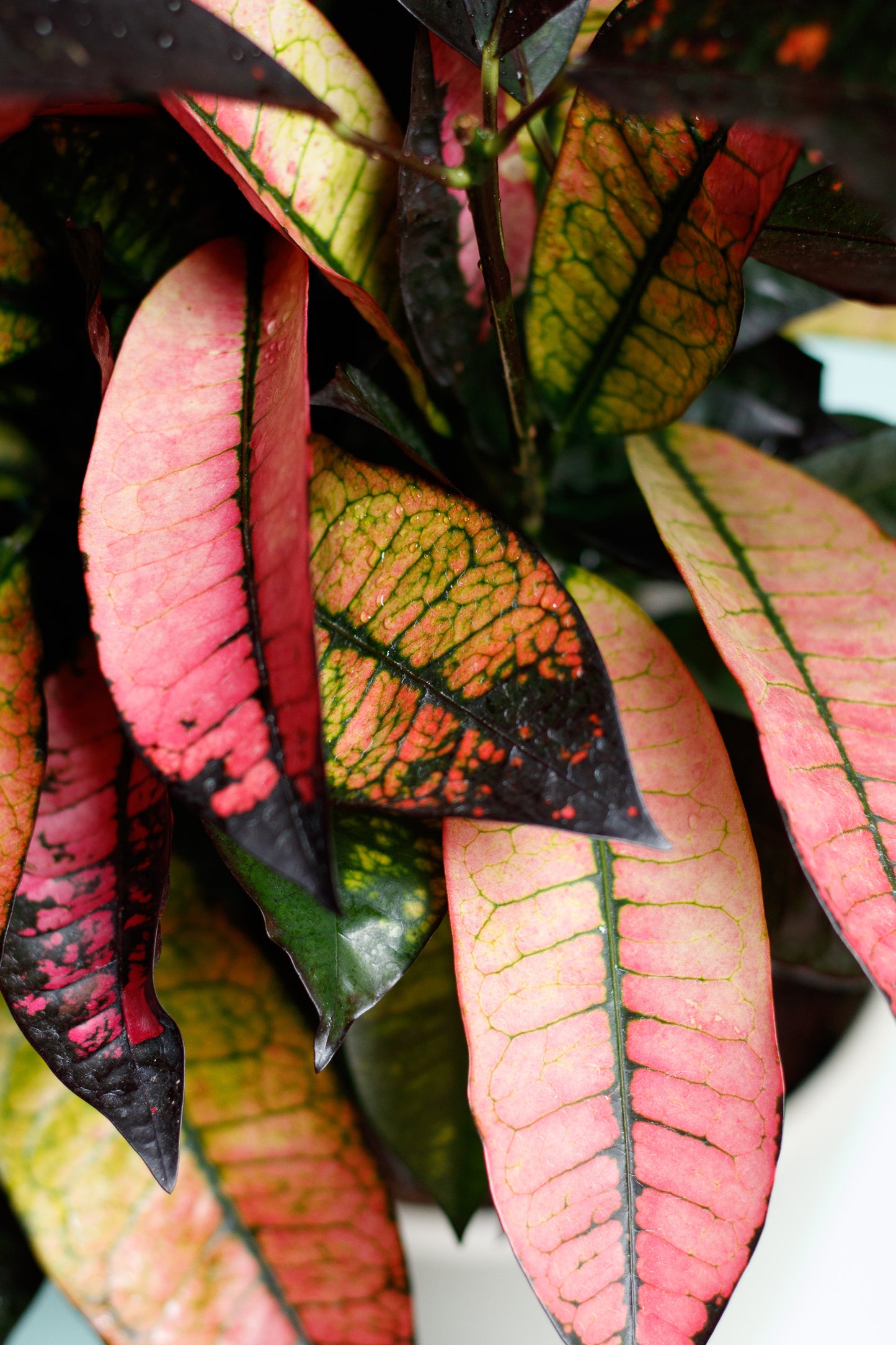 Codiaeum variegatum ‘Mrs. Iceton’ (Nur Abholung im Store)