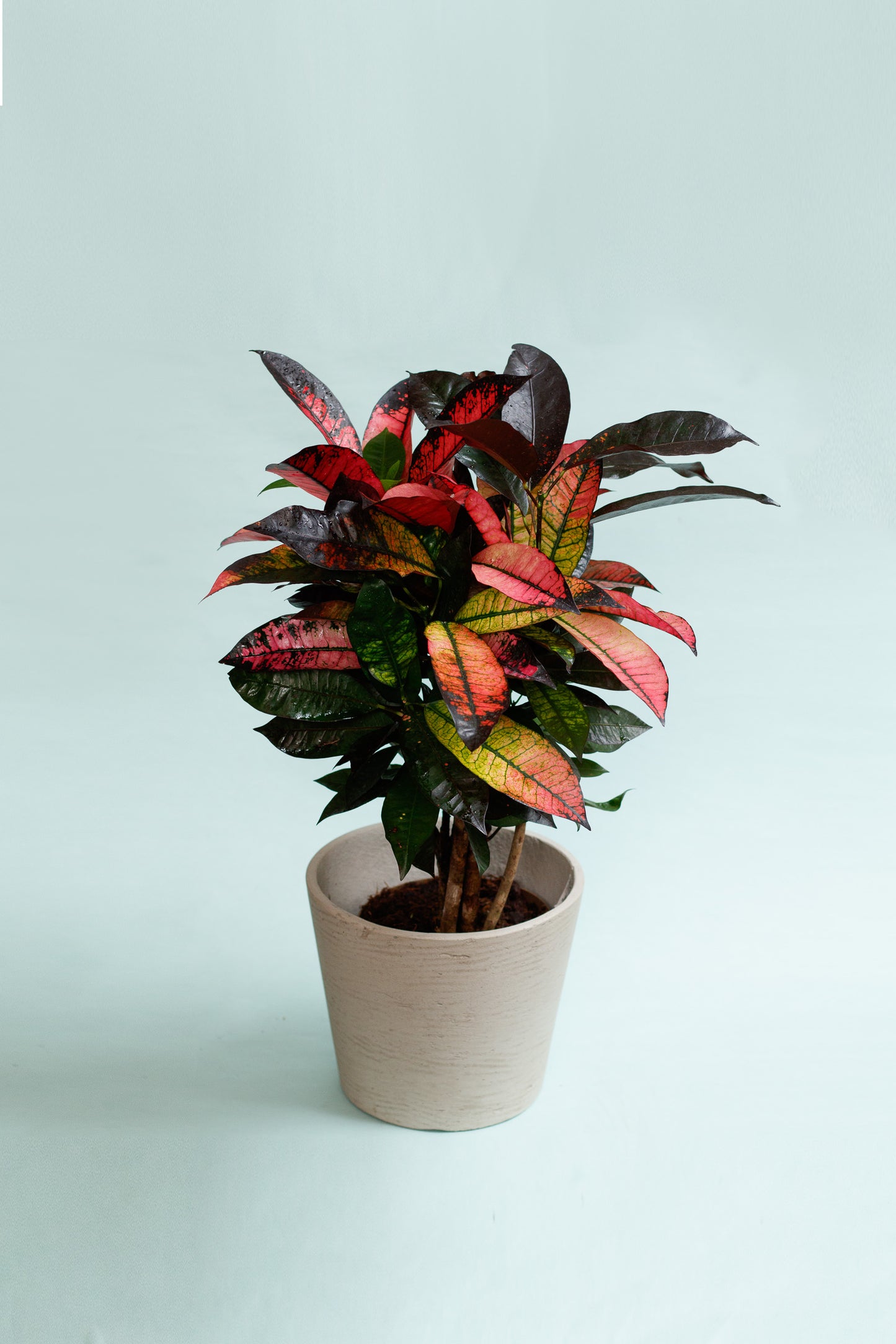 Codiaeum variegatum ‘Mrs. Iceton’ (Nur Abholung im Store)