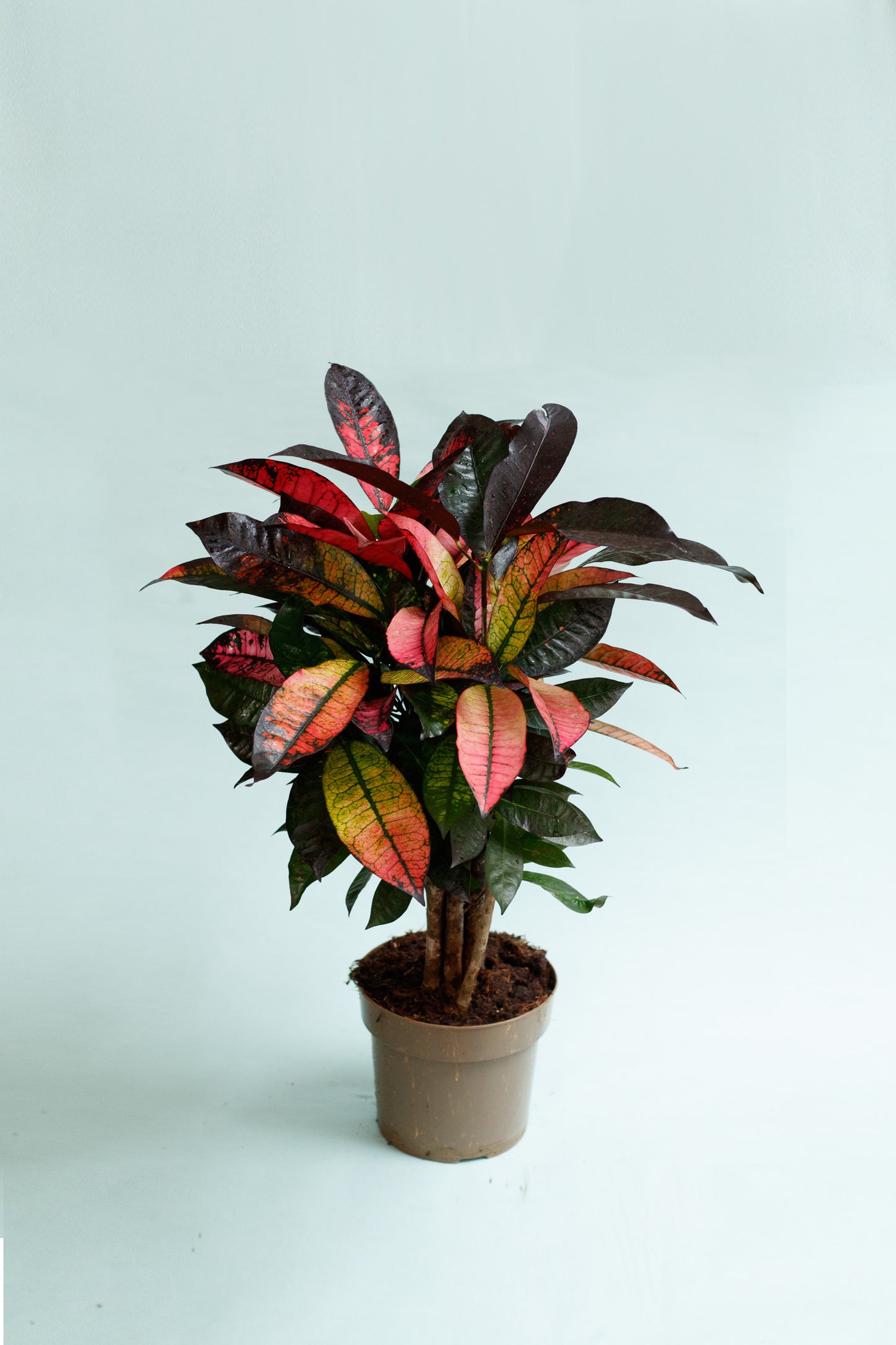 Codiaeum variegatum ‘Mrs. Iceton’ (Nur Abholung im Store)