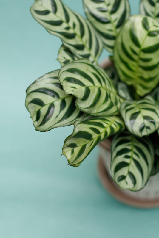 Ctenanthe Burle-Marxii