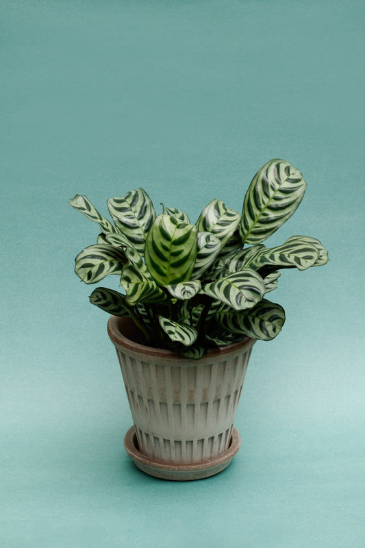 Ctenanthe Burle-Marxii