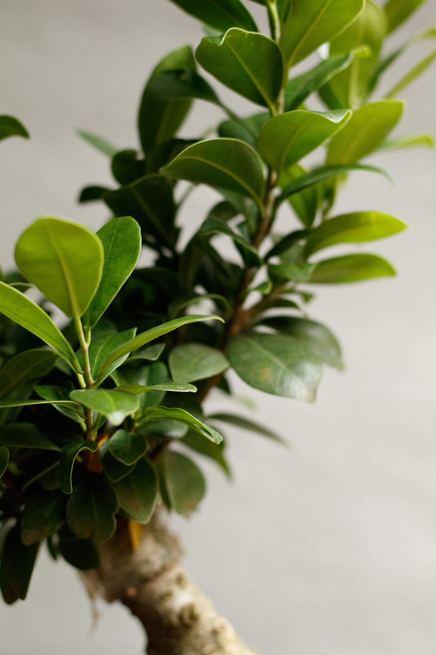 Ficus Ginseng Bonsai