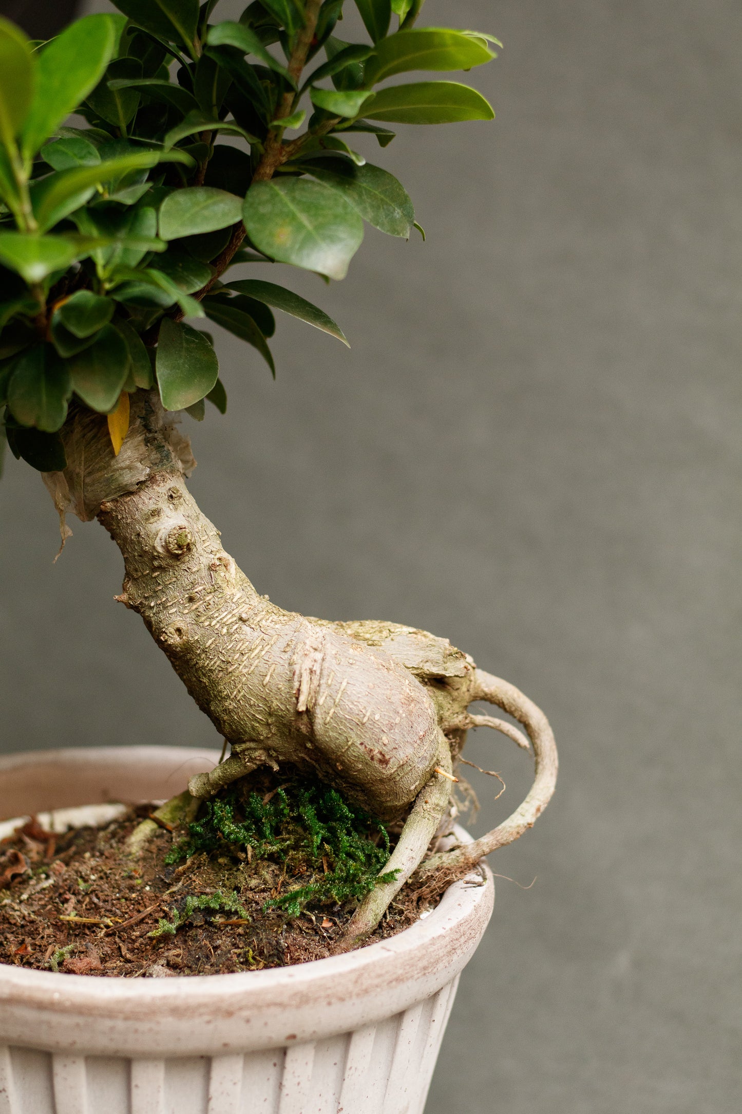 Ficus Ginseng Bonsai