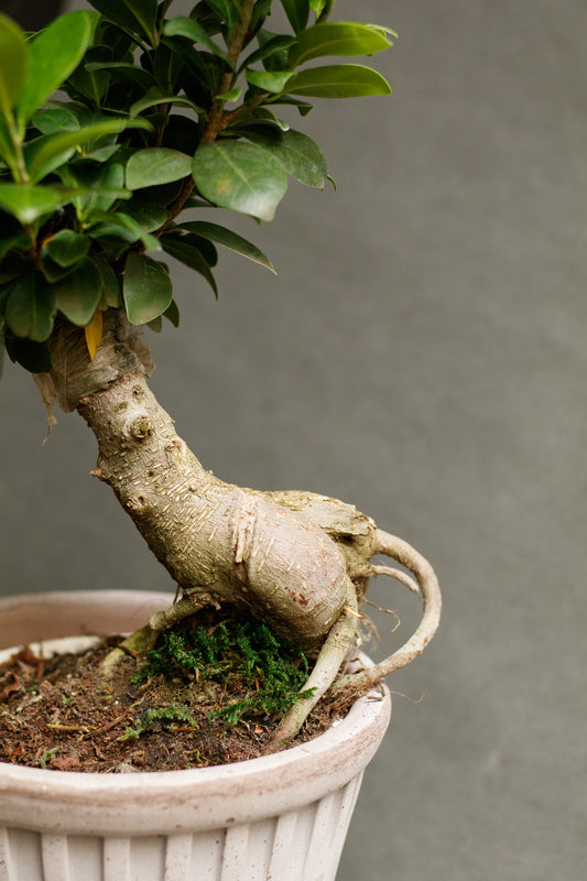 Ficus Ginseng Bonsai