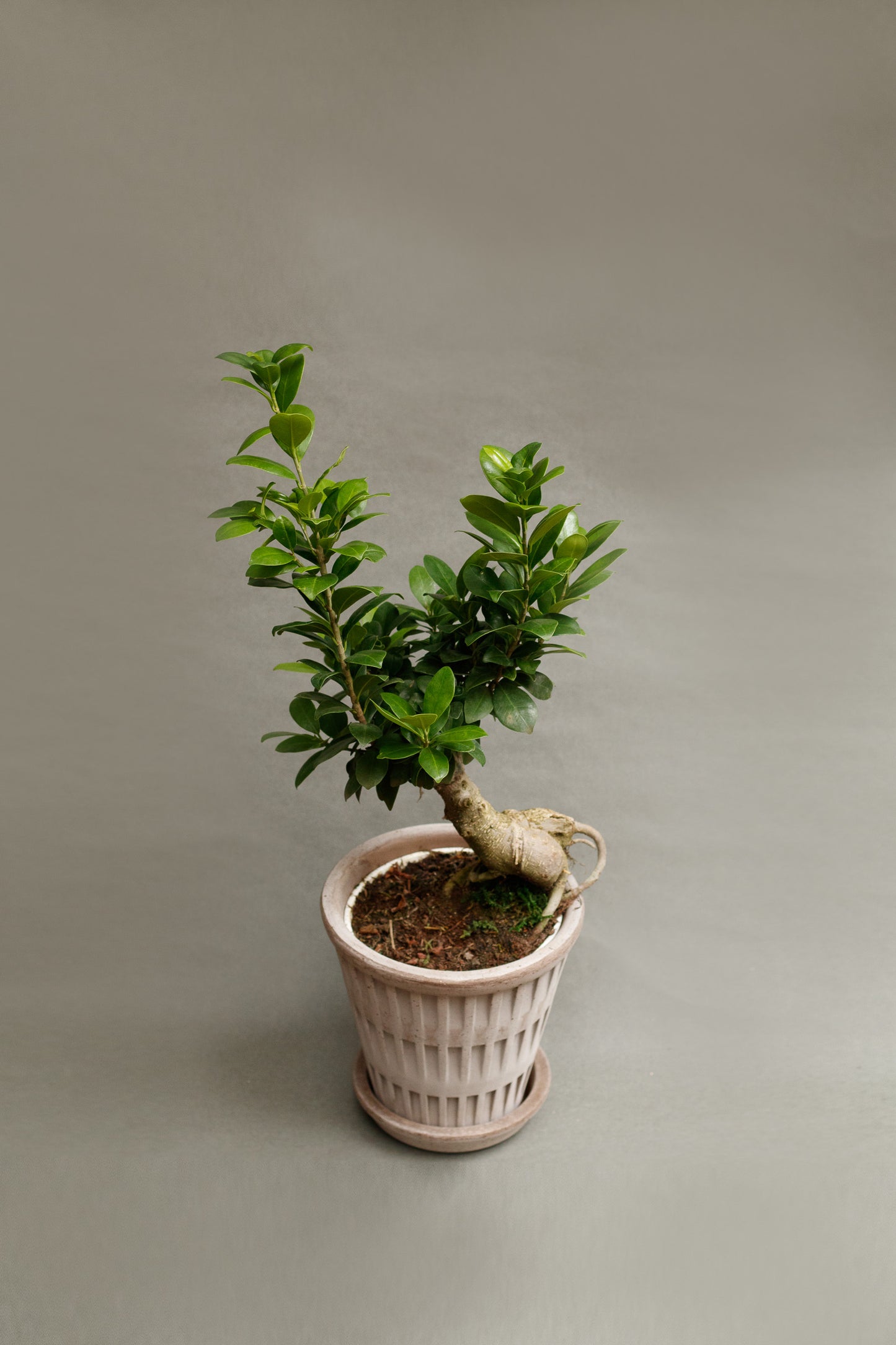 Ficus Ginseng Bonsai
