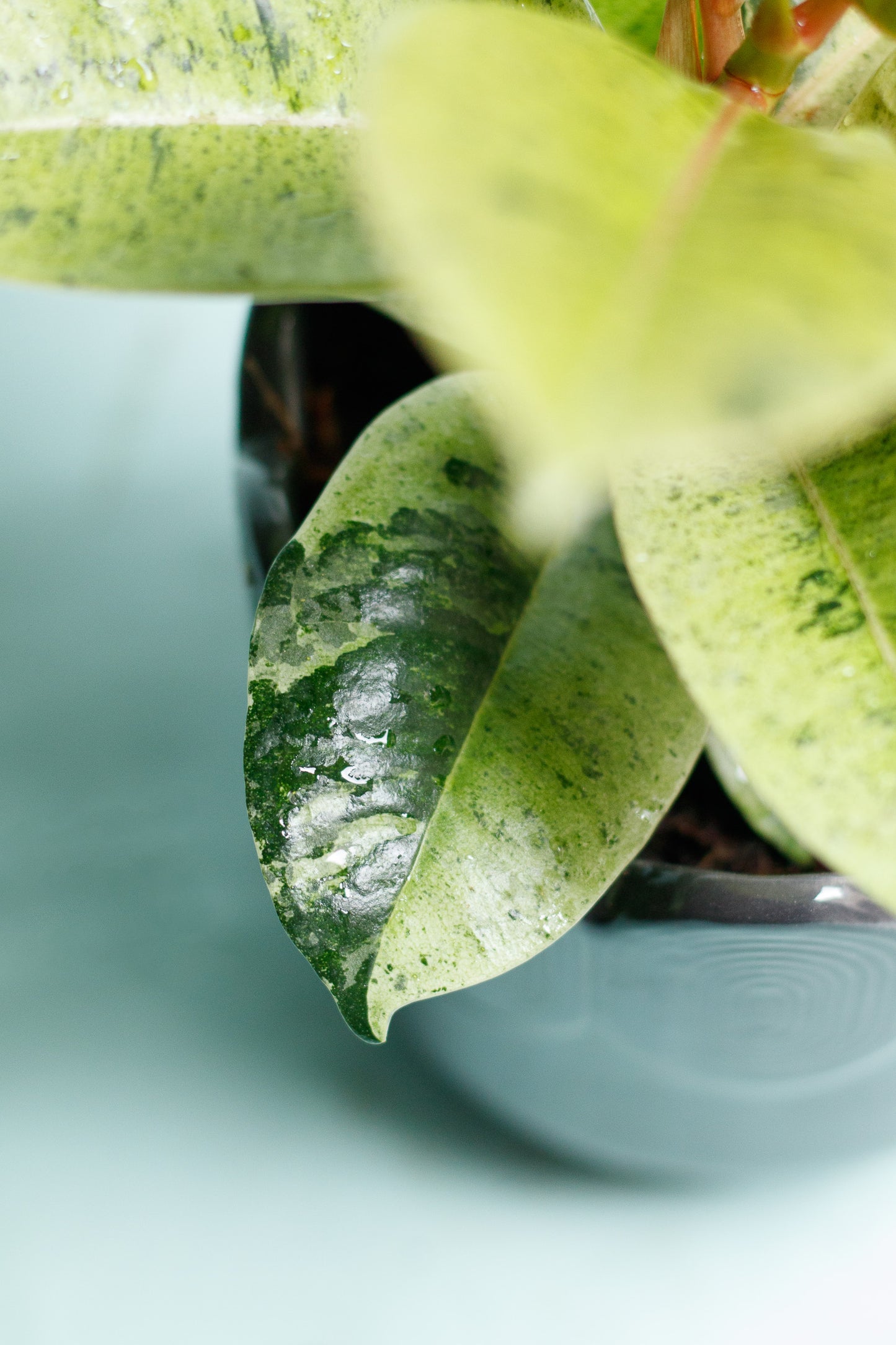 Ficus Shivereana 'Moonshine'