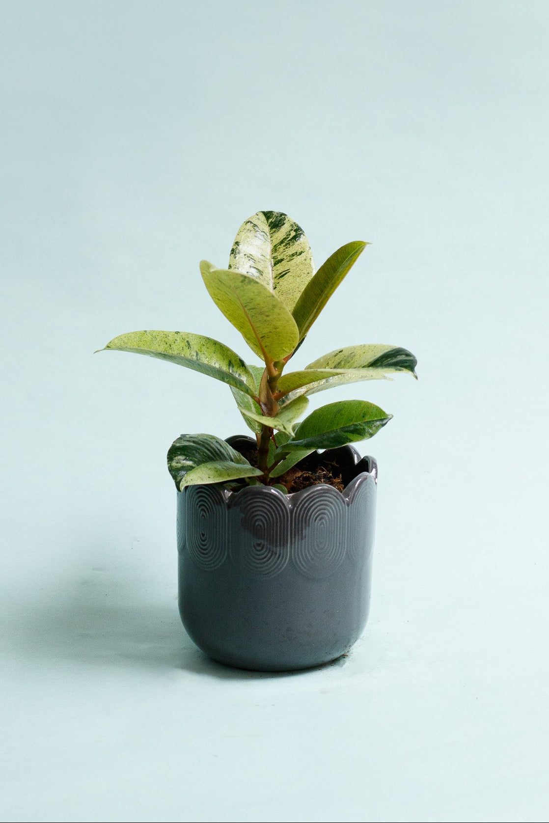 Ficus Shivereana 'Moonshine'
