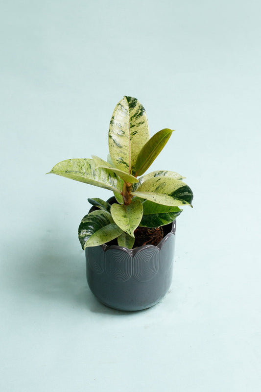 Ficus Shivereana 'Moonshine'