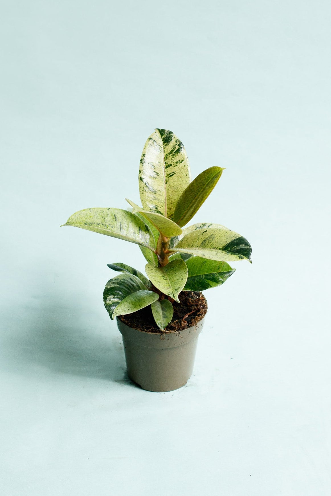 Ficus Shivereana 'Moonshine'