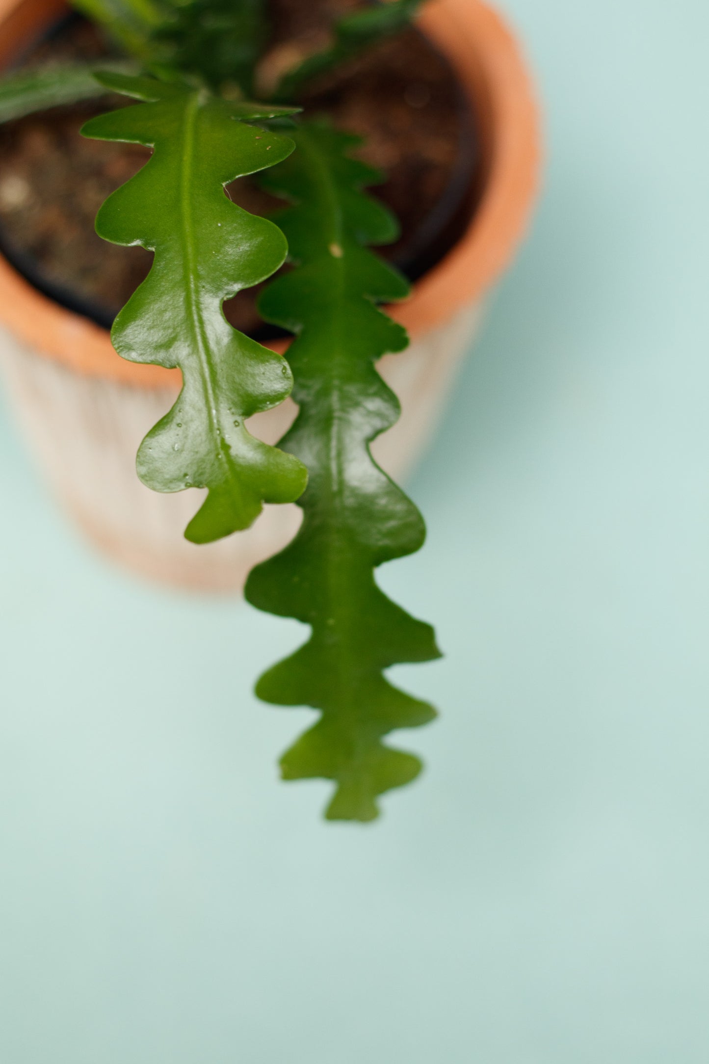 Epiphyllum Anguliger 'Sägeblattkaktus'