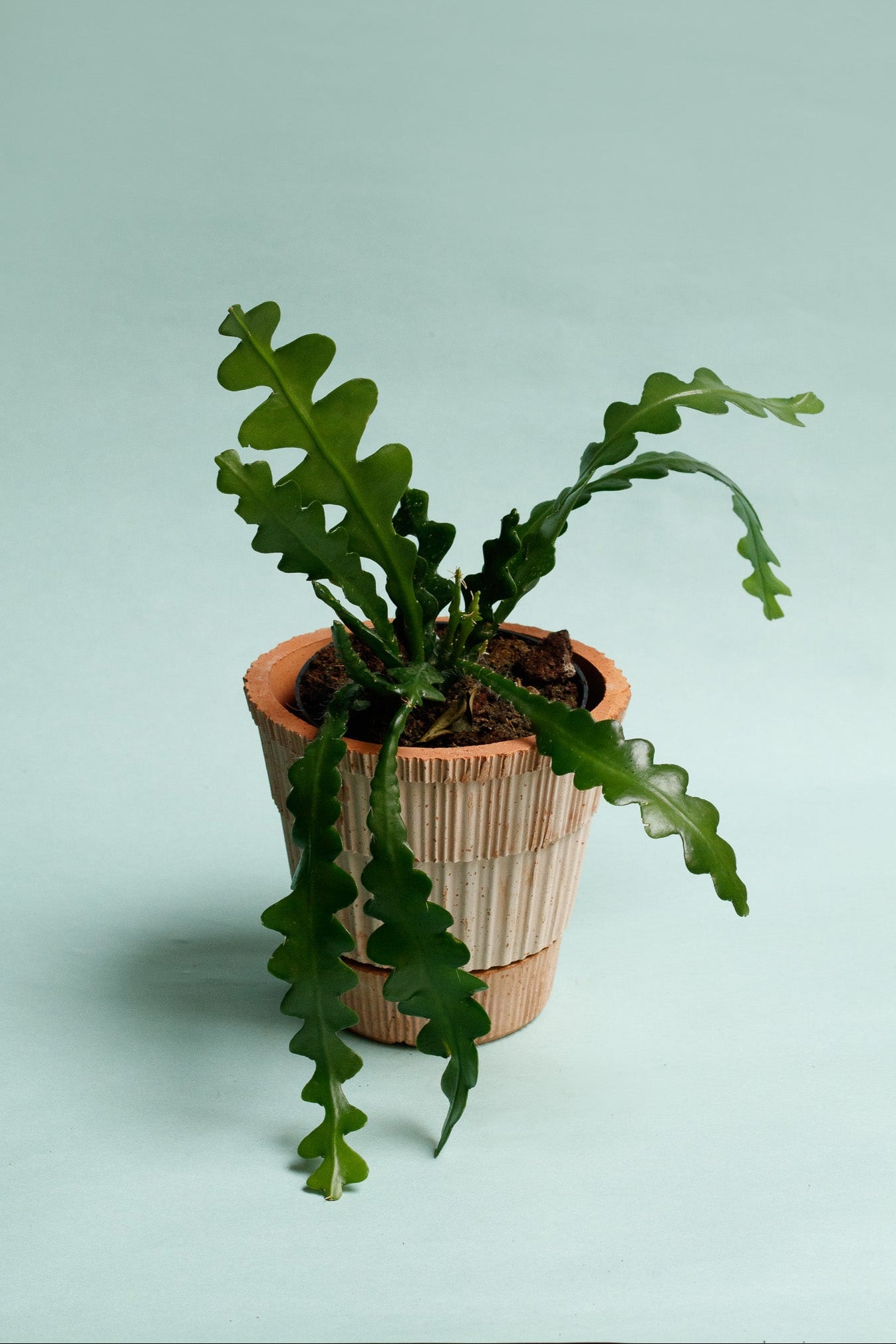 Epiphyllum Anguliger 'Sägeblattkaktus'