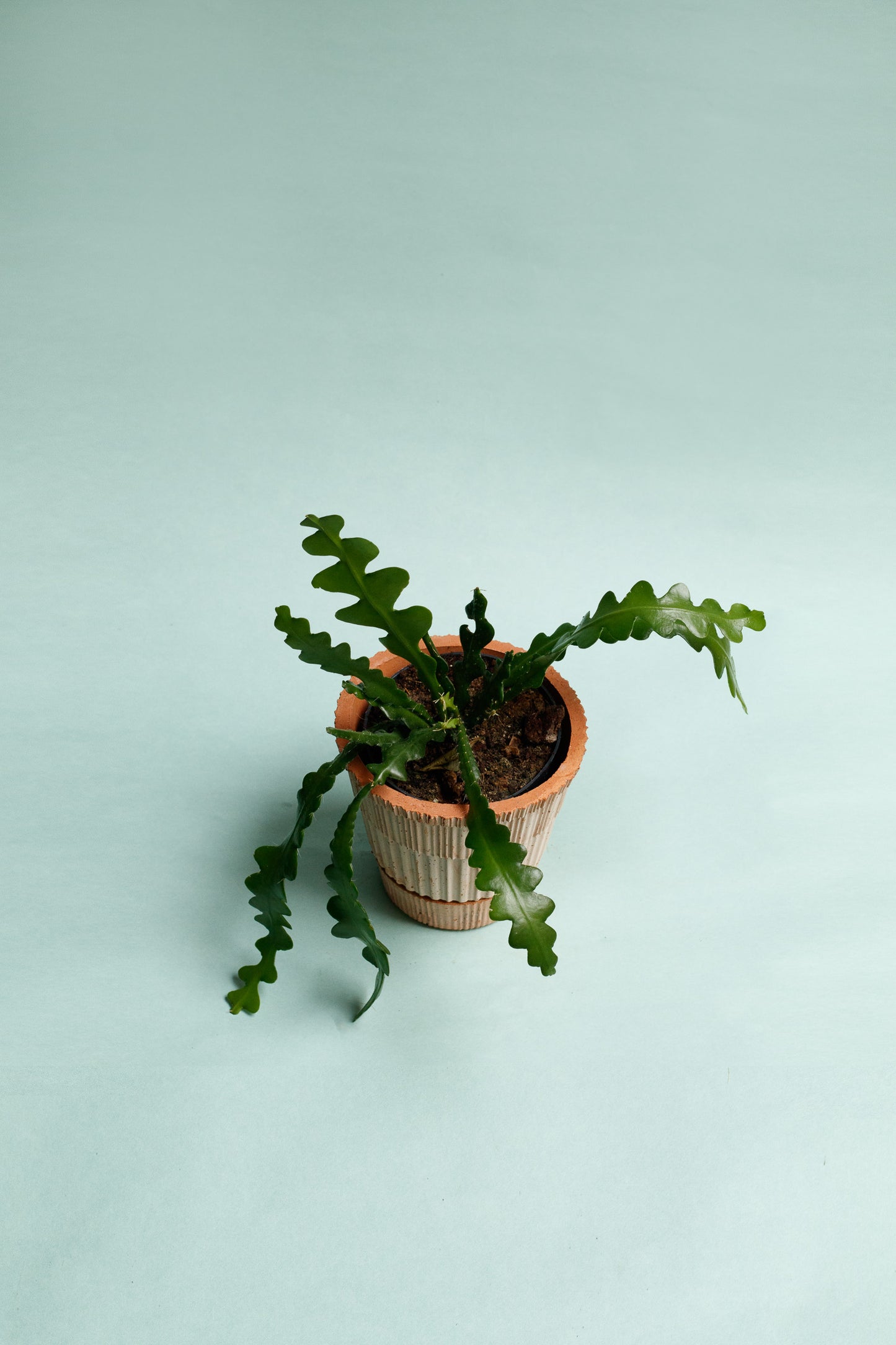 Epiphyllum Anguliger 'Sägeblattkaktus'