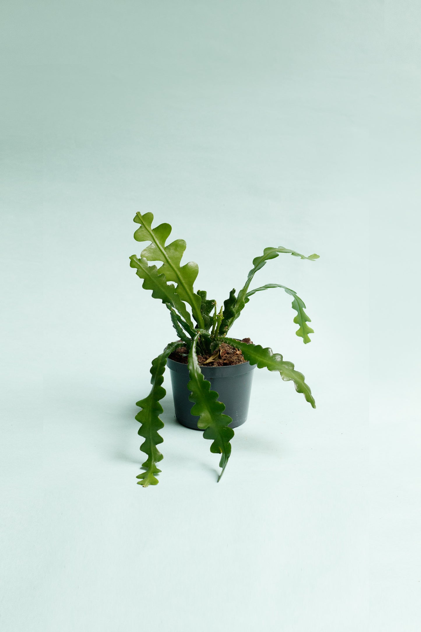 Epiphyllum Anguliger 'Sägeblattkaktus'