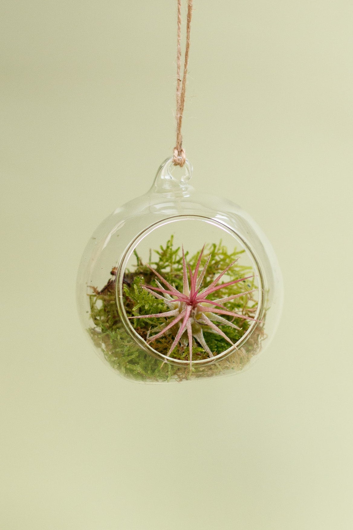 Tillandsia im Glaskugel-Terrarium