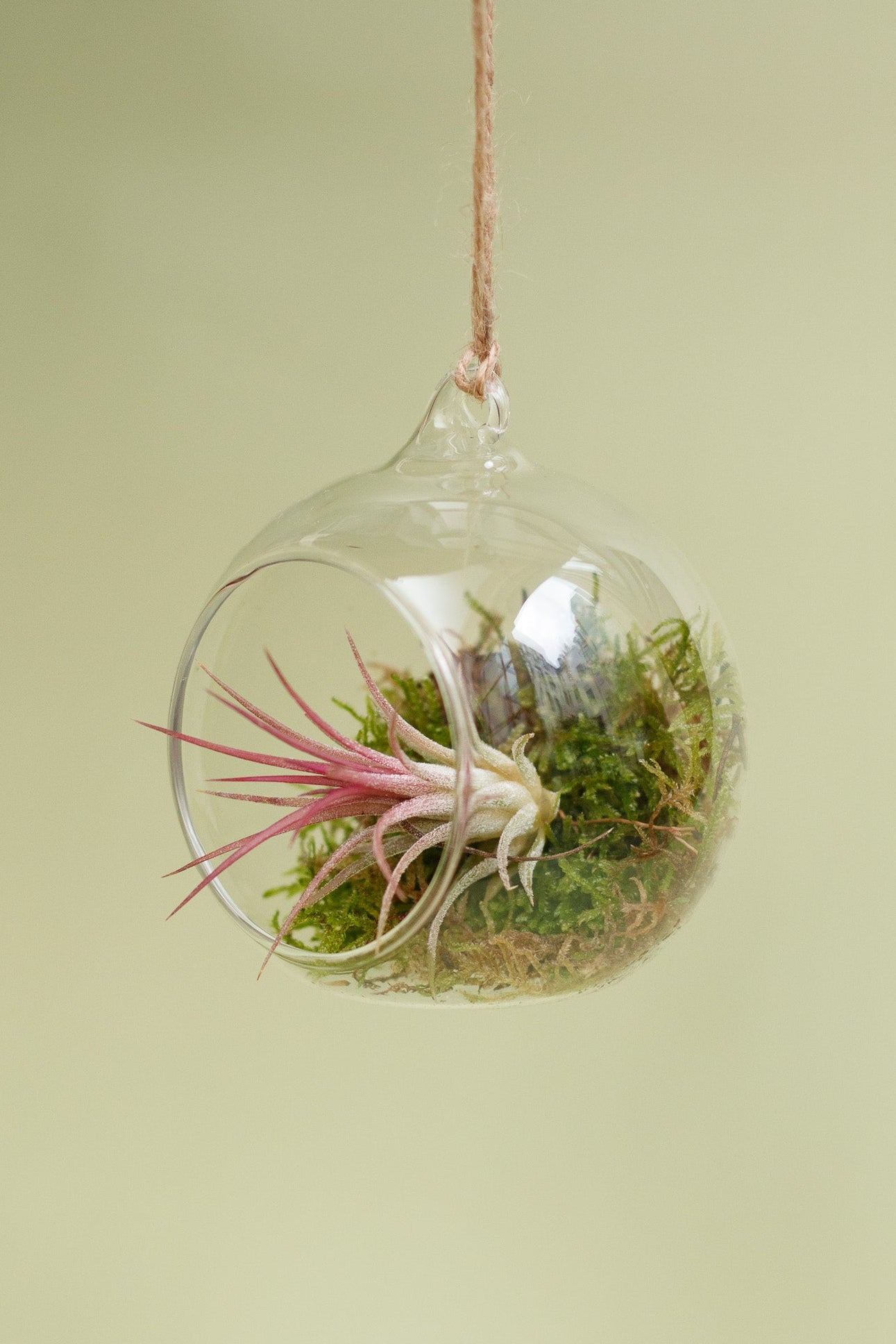 Tillandsia im Glaskugel-Terrarium