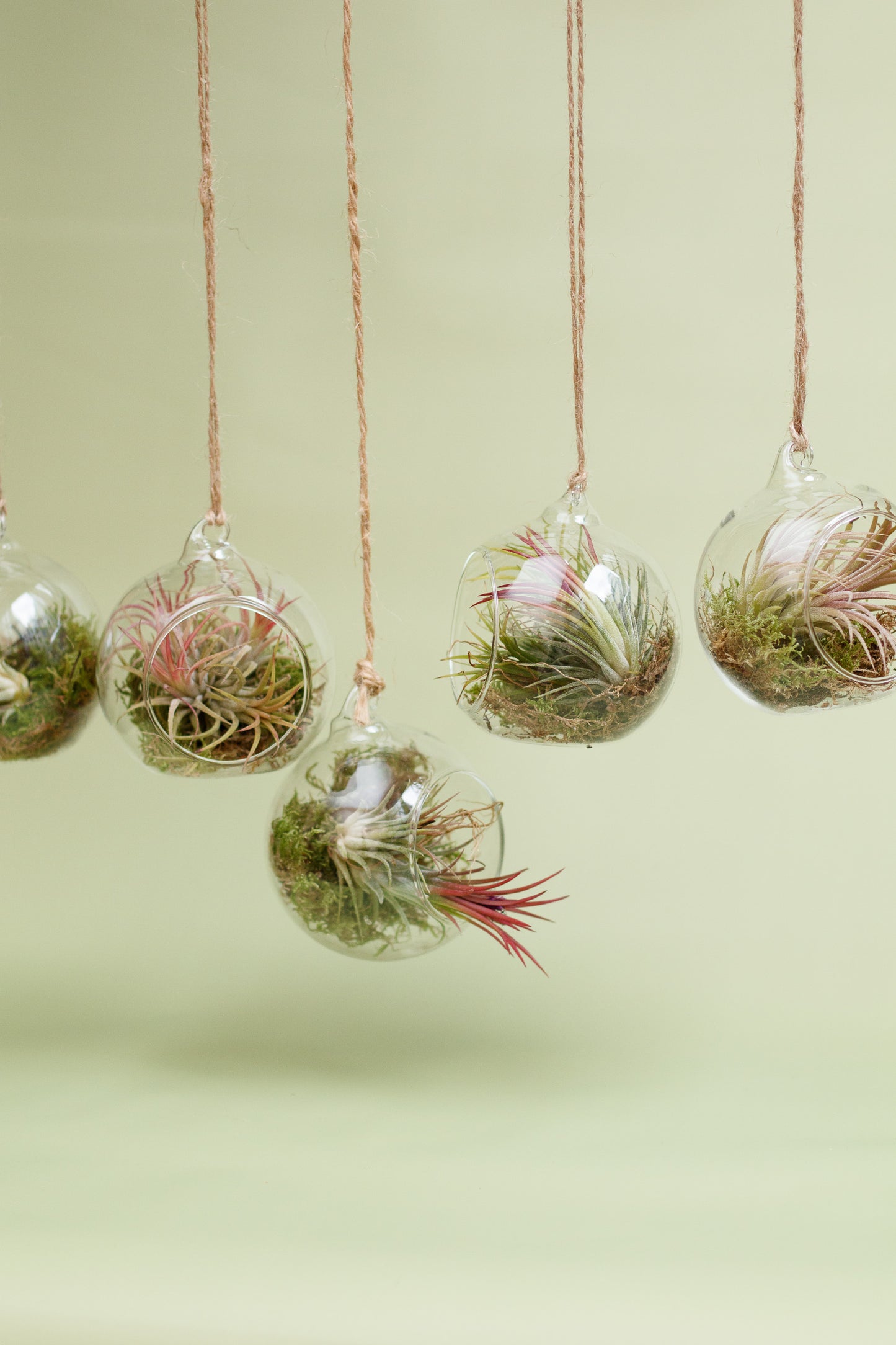 Tillandsia im Glaskugel-Terrarium