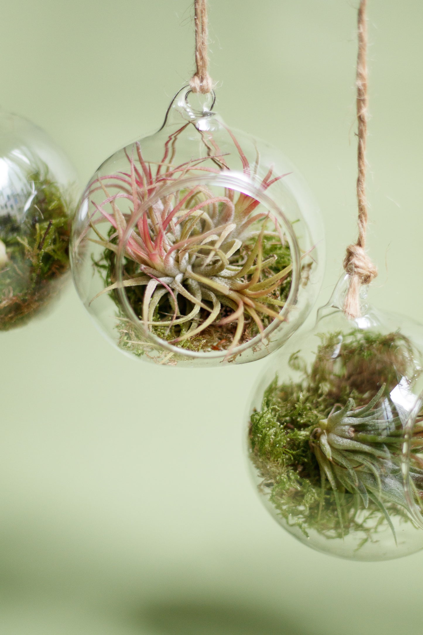 Tillandsia im Glaskugel-Terrarium
