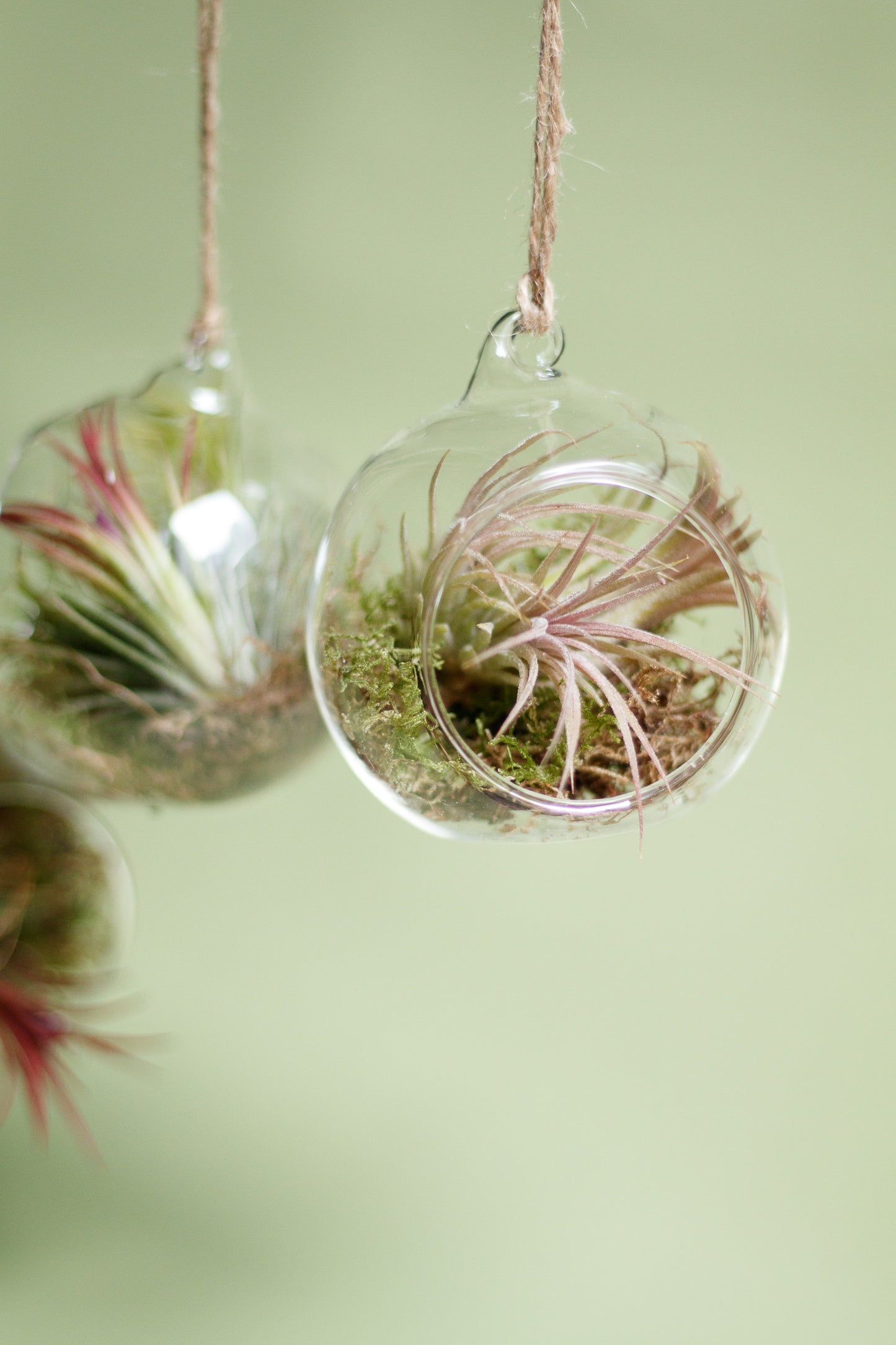 Tillandsia im Glaskugel-Terrarium