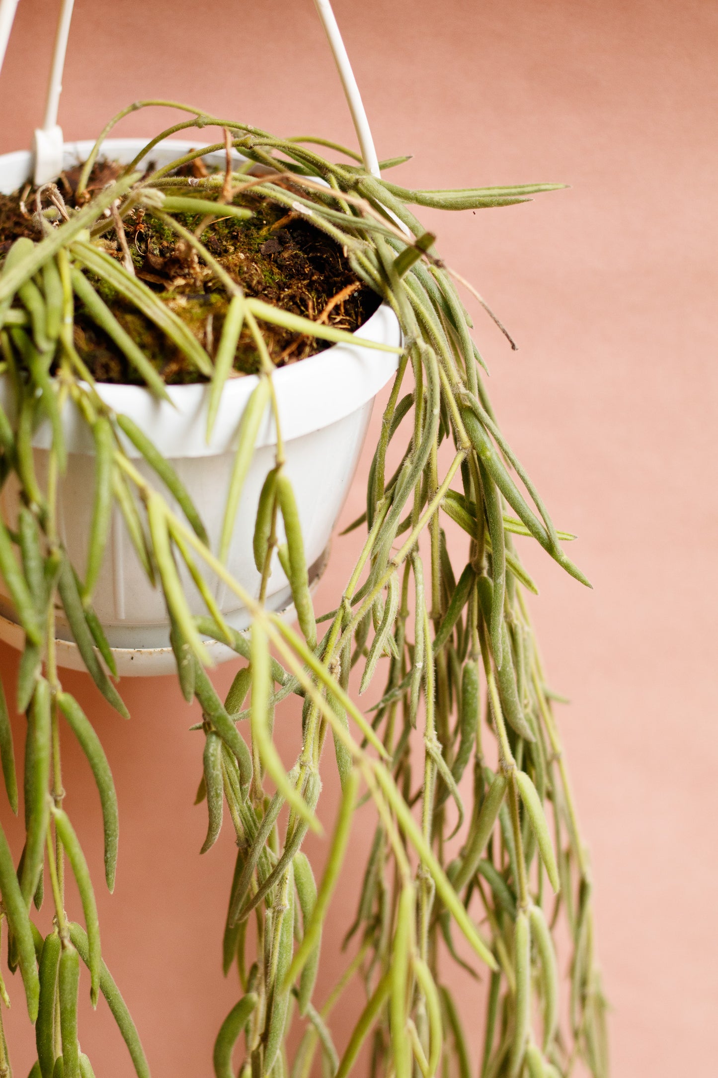 Hoya linearis