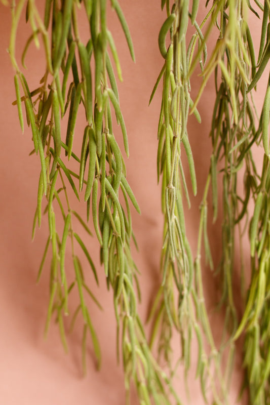 Hoya linearis