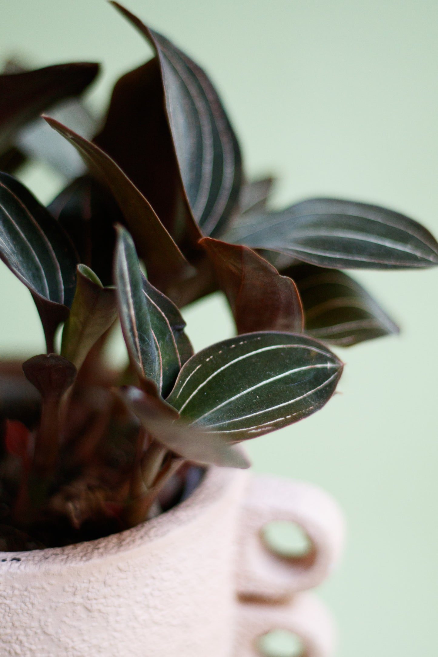 Ludisia Discolor 'Jewel Orchid'